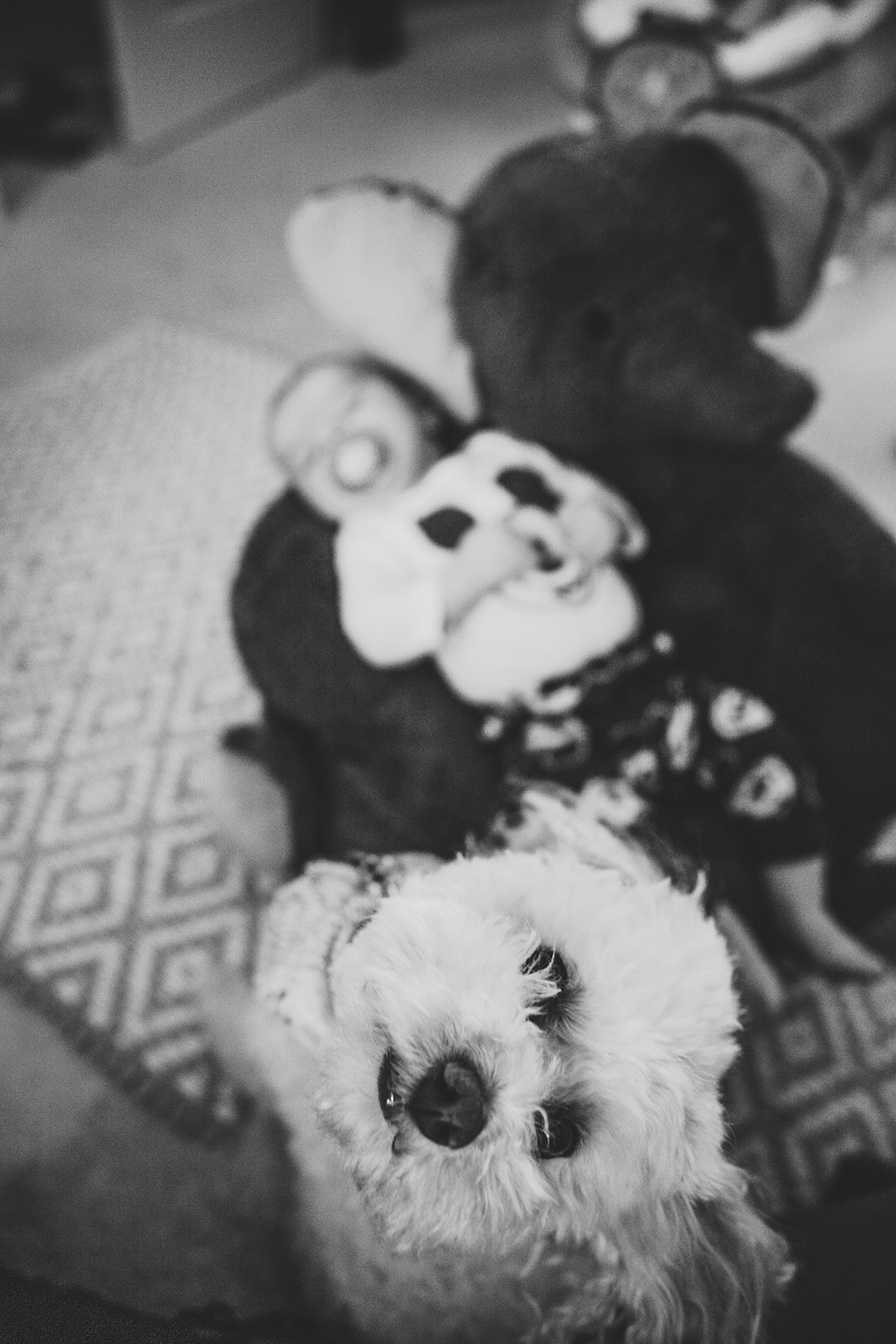 baby+vonier+3month-7.jpg