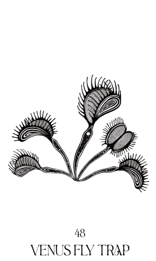 venus+fly+trap.png