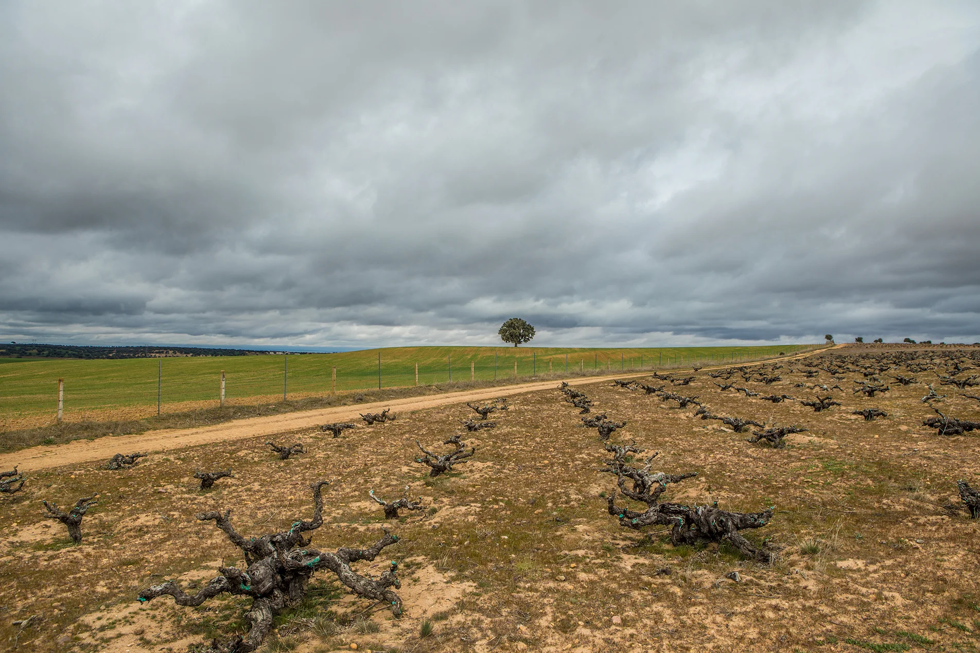 estates & wines ttt 2017 almaphotos-1065-4277_web.jpg