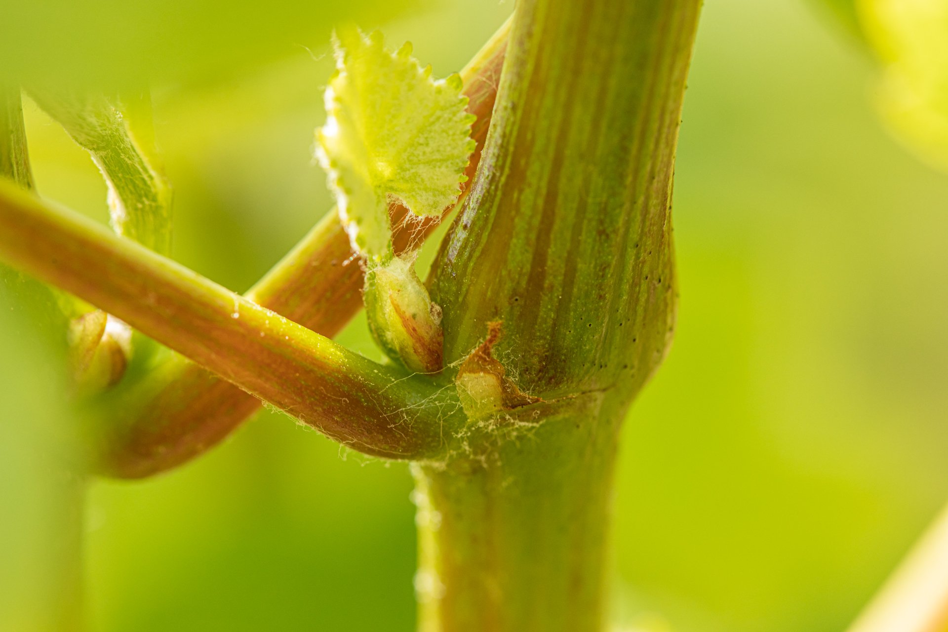 Maison Henriot Vignoble Printemps 170522 Photos ©AlexisJacquin @lestudioalma -9872_web.jpg