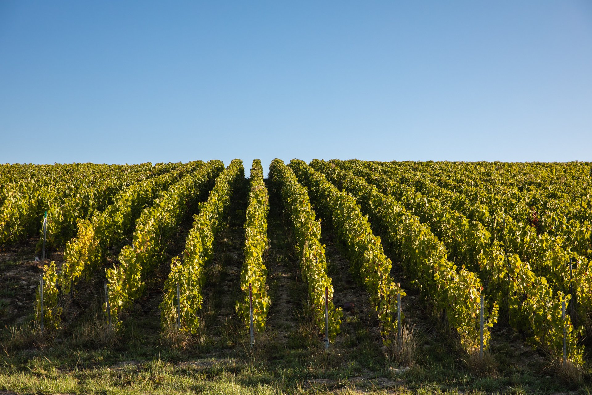 5_Champagne de Vignerons Septempbre 2022 photos ©Laura Vesmare @lestudioalma-8842-web.jpg