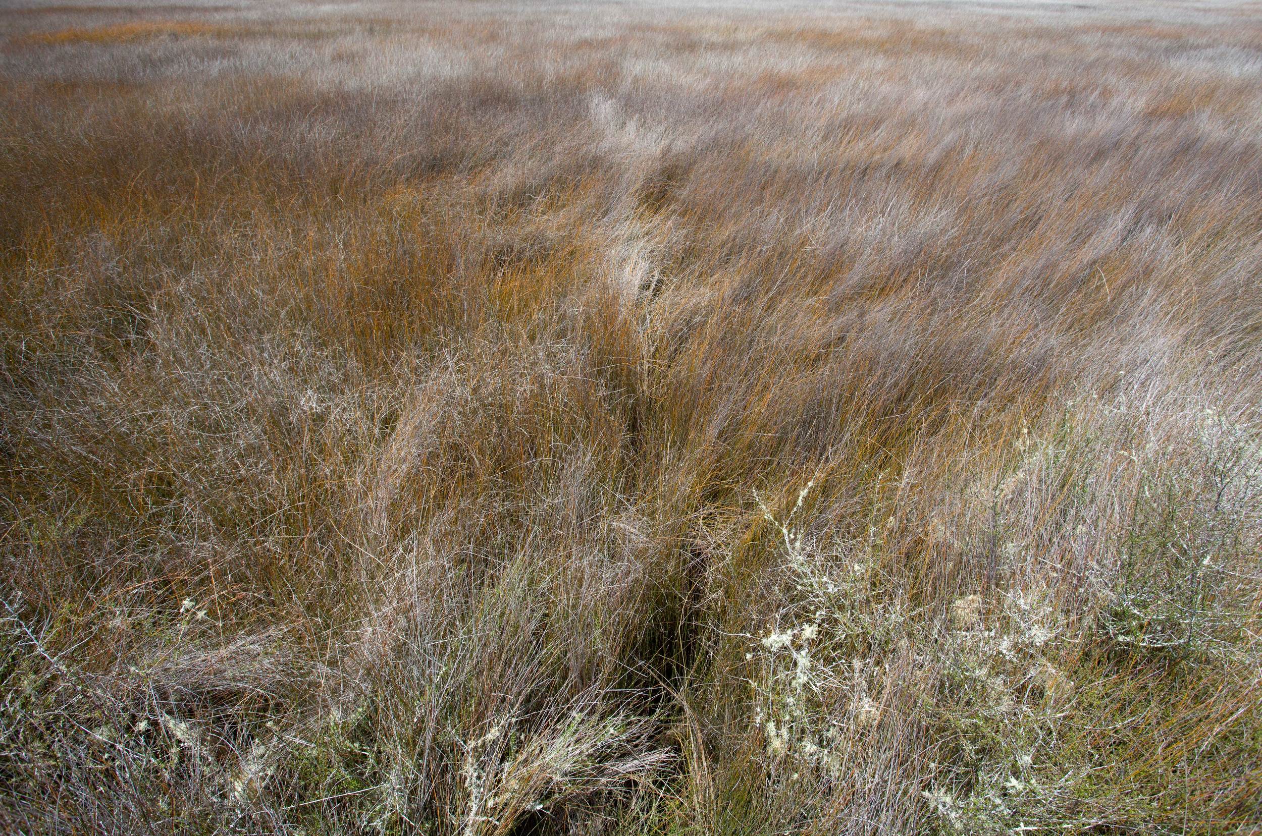 Nukuhou, Salt flats, 2016*