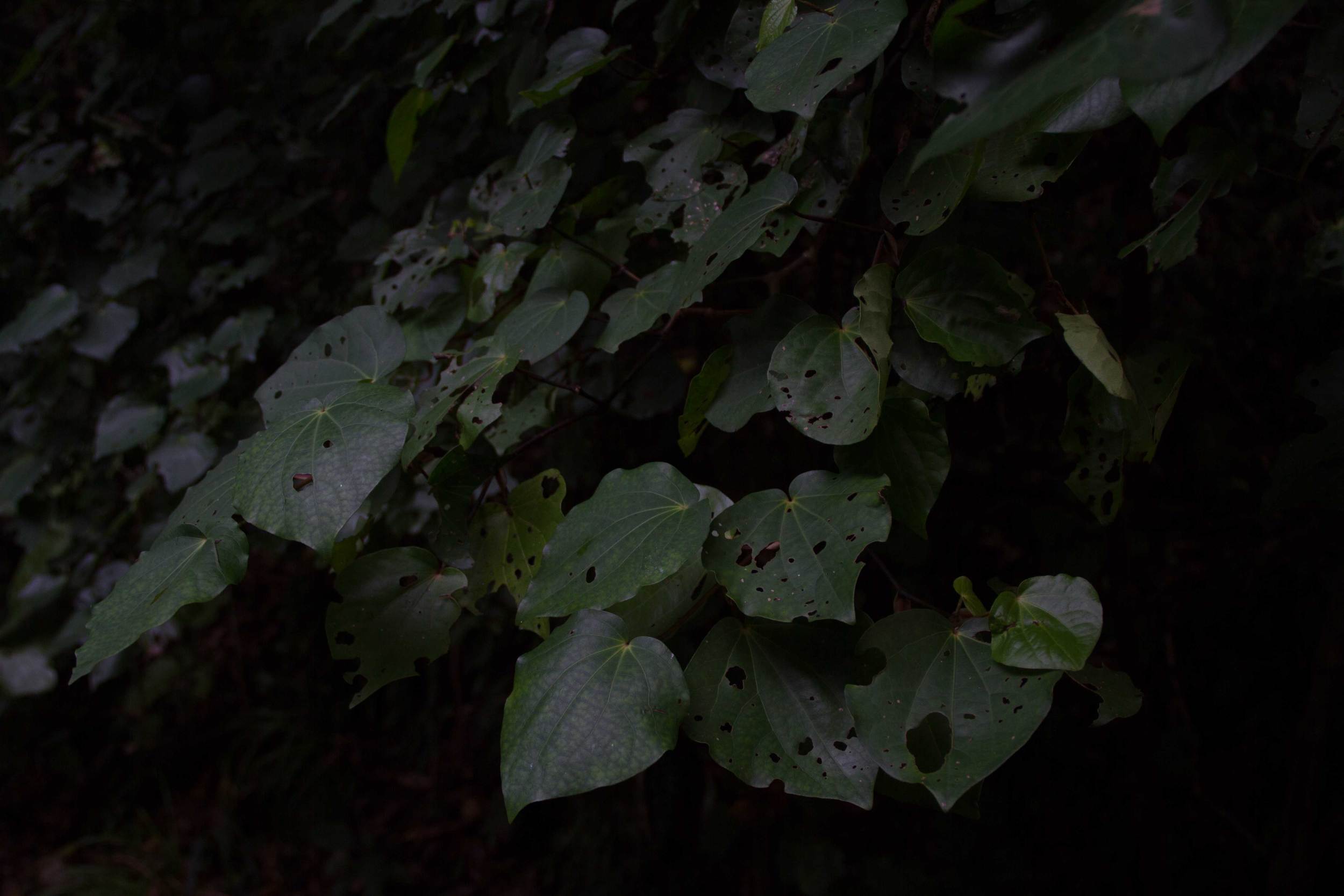 Kawakawa, Urenui, June 2016*