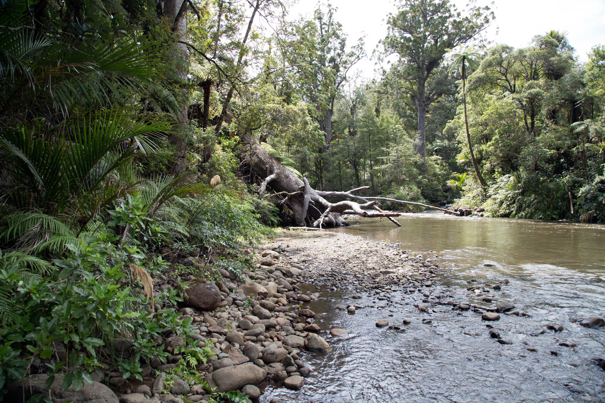 Forest, Northland, (Jurassic Park) February 2016*