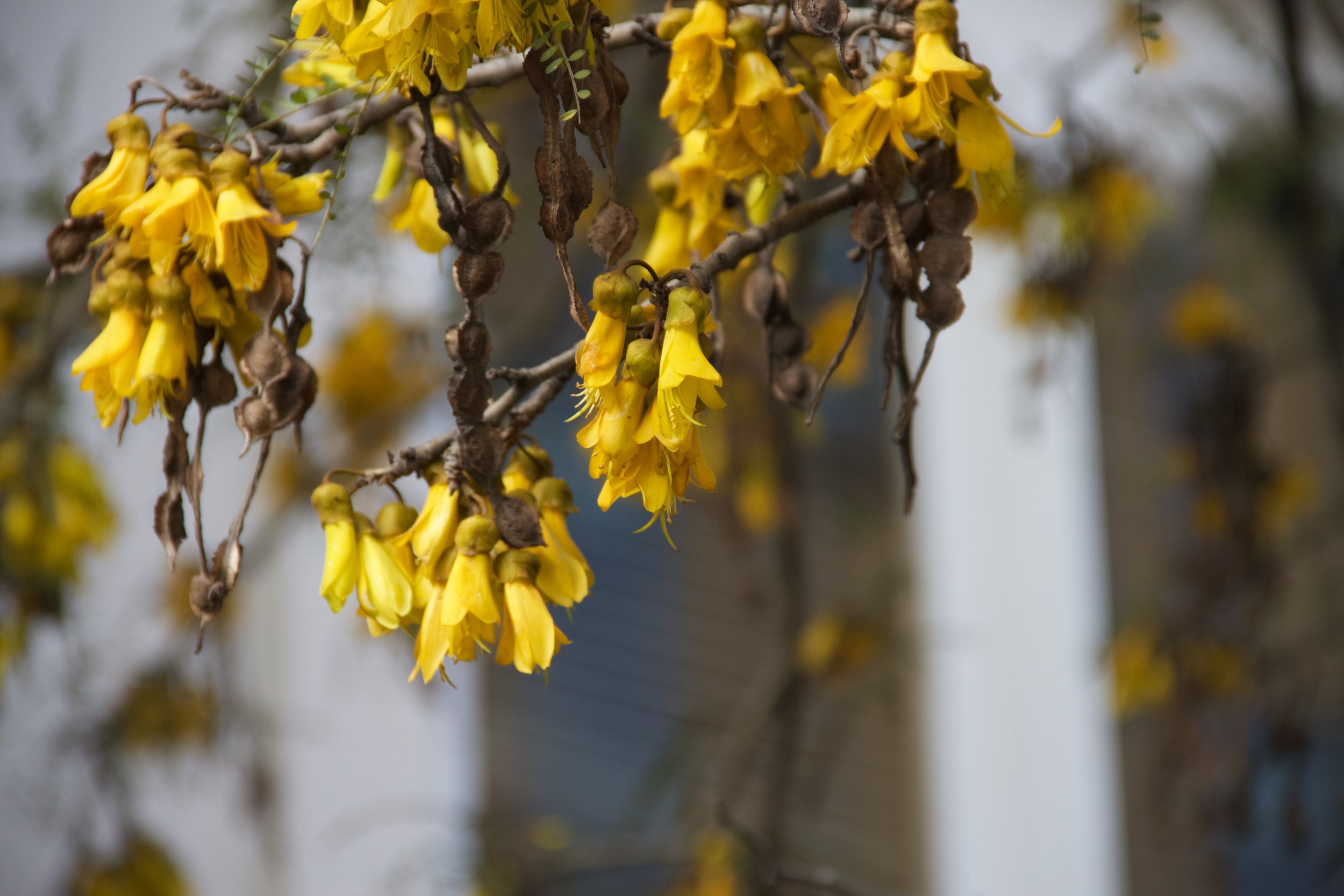 Kowhai bloom, September 2016*