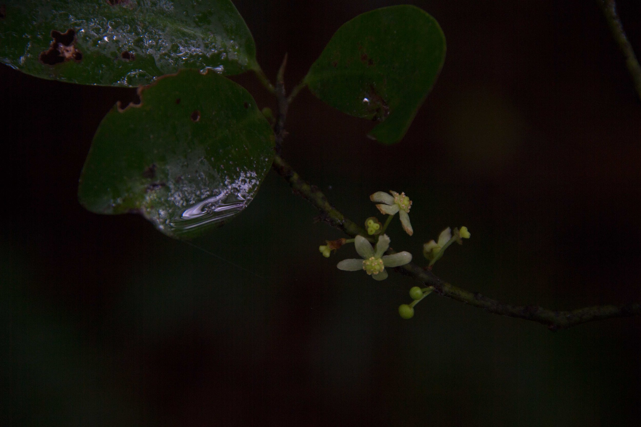 Horopito Flower, Hukutaia, Waioweka, October 2016*