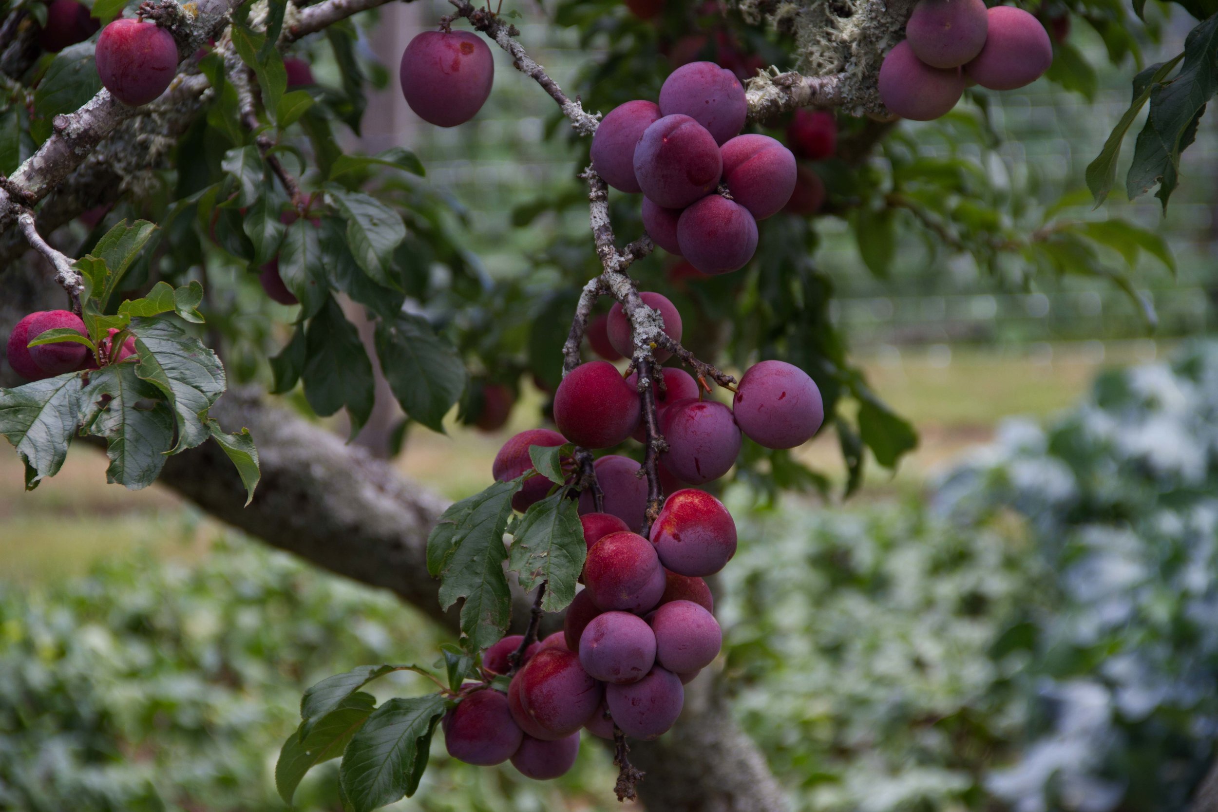 Plums, Katikati, 2017*