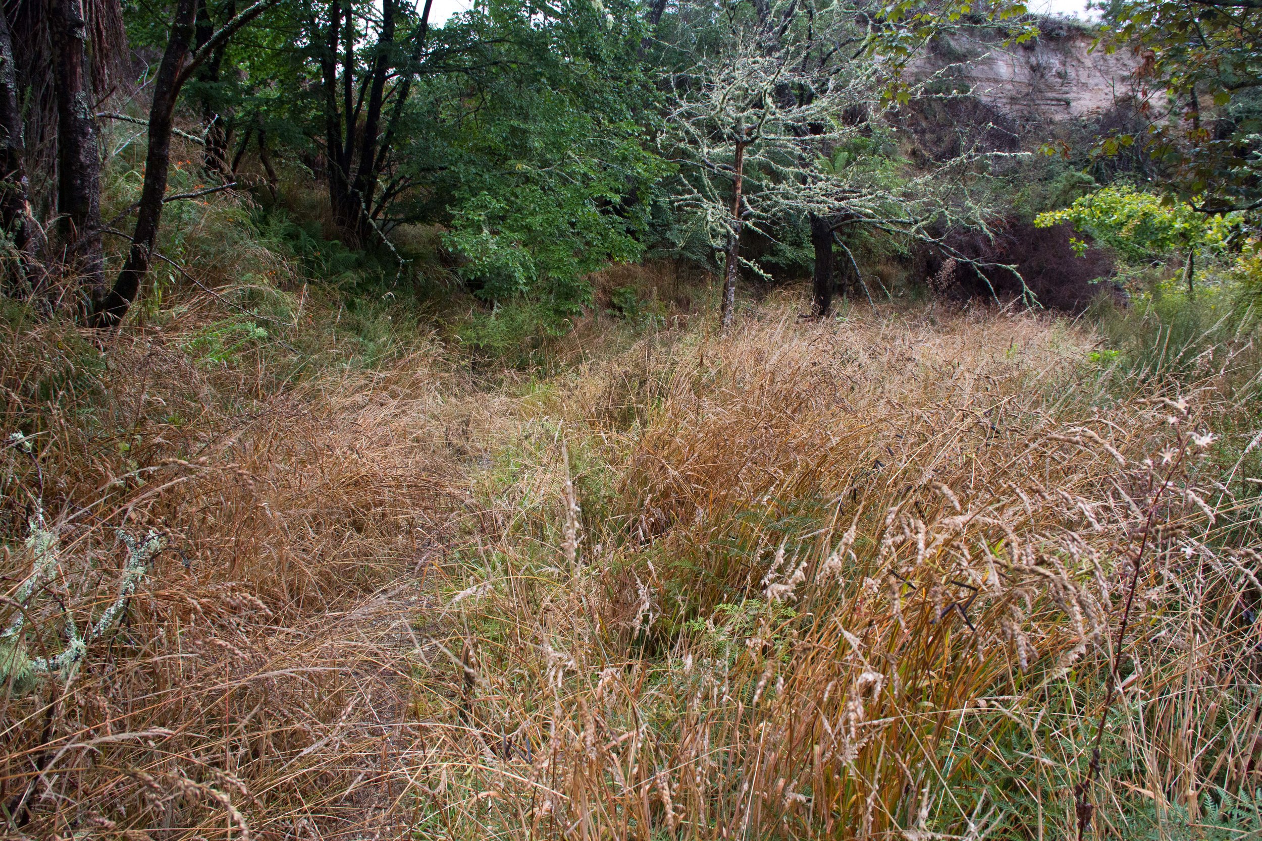 Path, Taupo, 2017