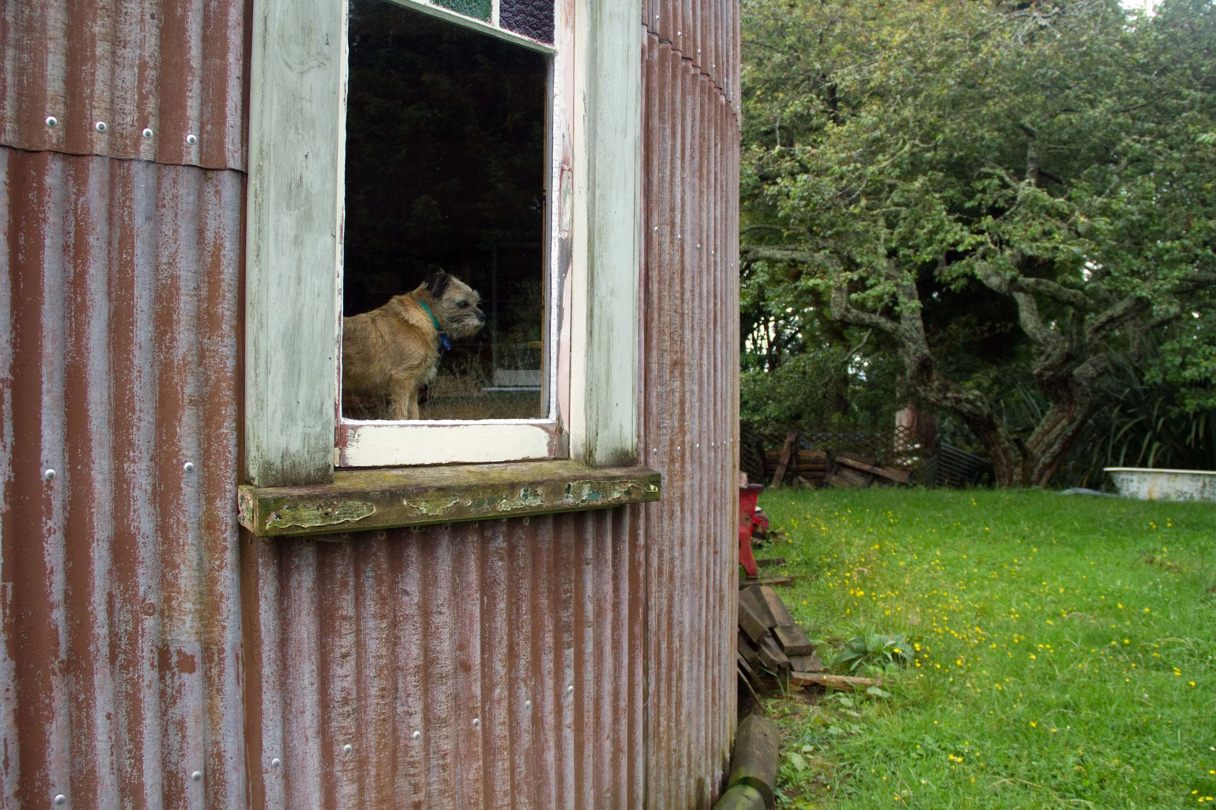Window Westie, Raetihi, 2017