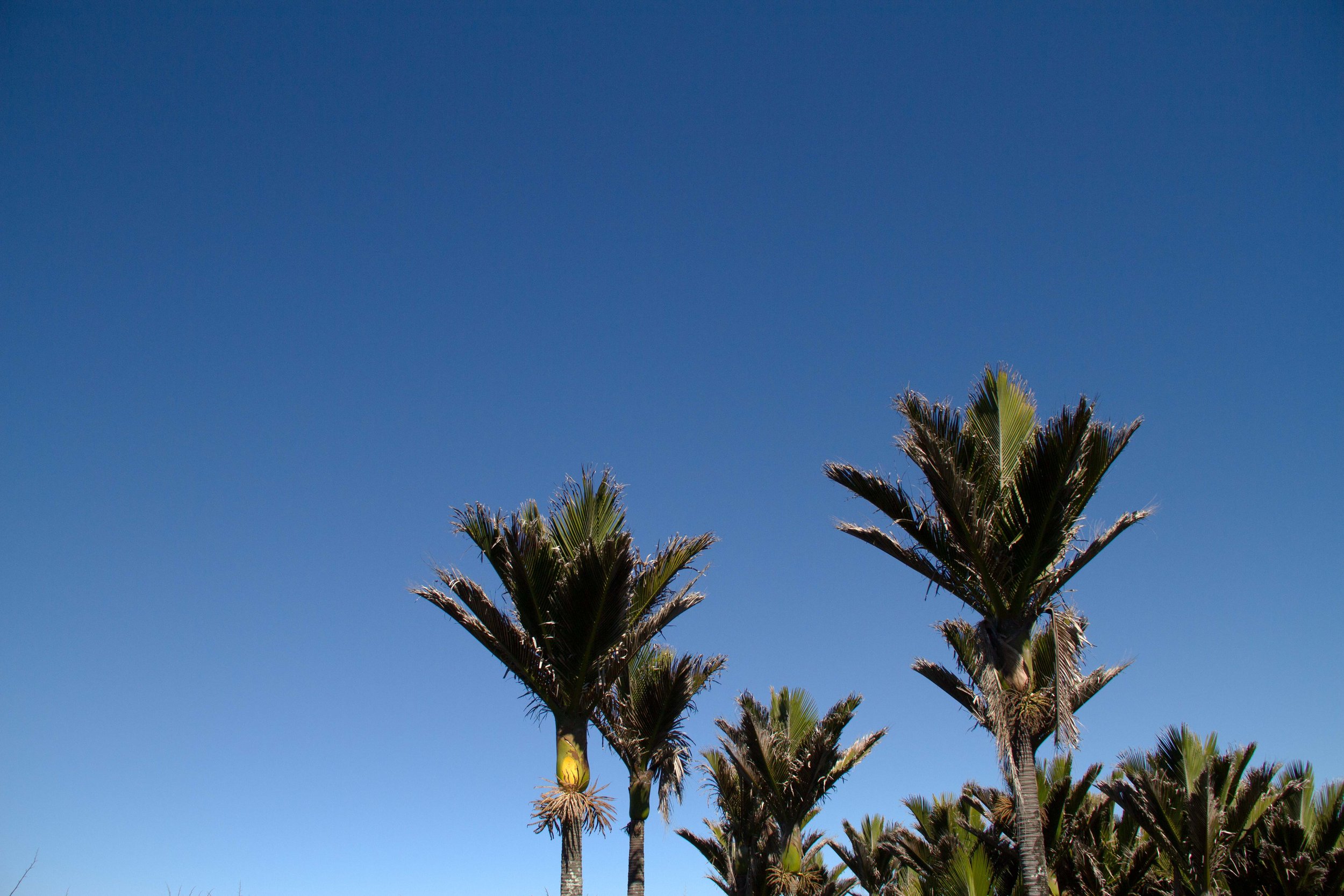 Nikau, Punakaiki, 2017*