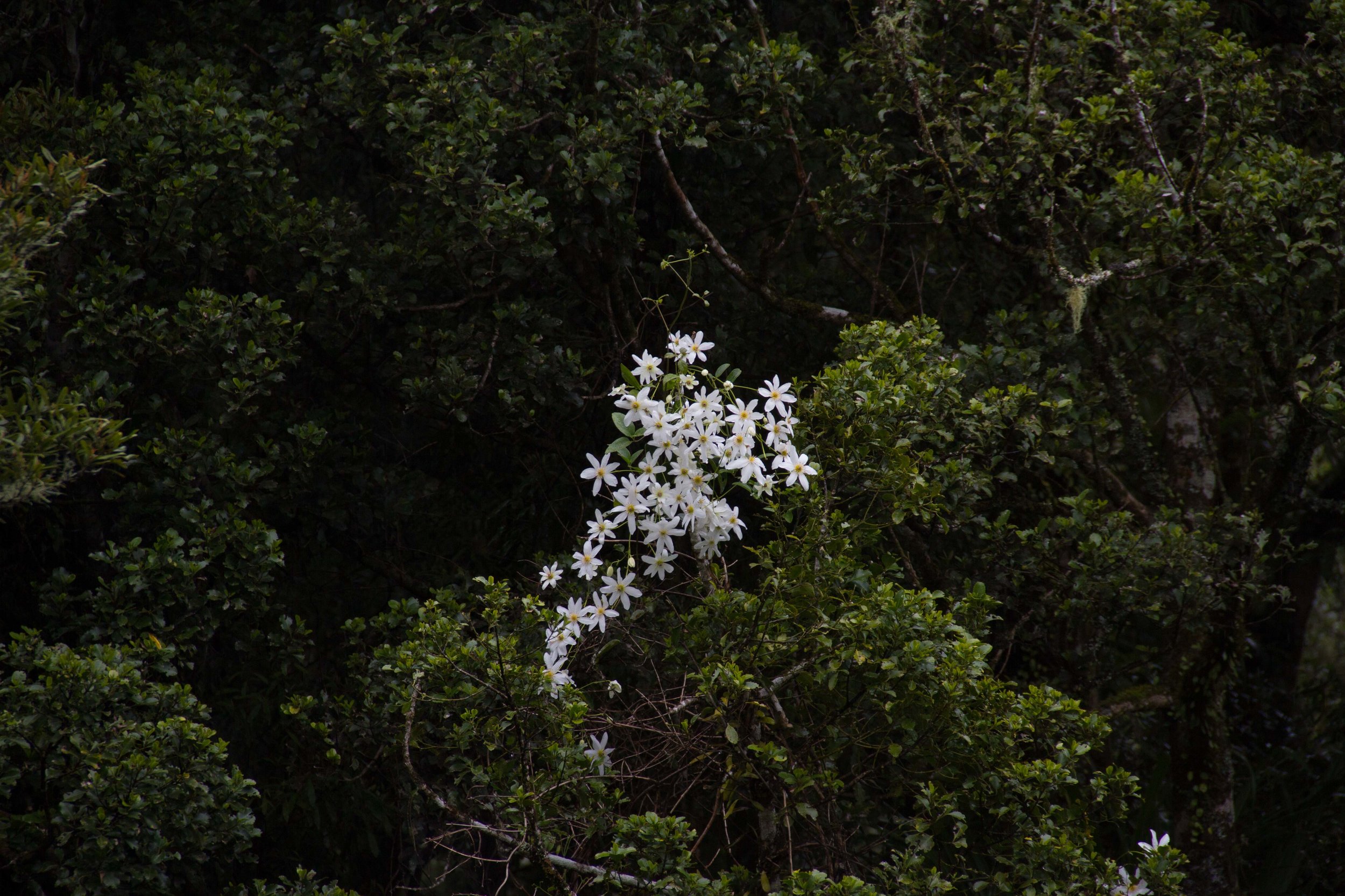 Puawhananga (clematis), Whanganui National Park, September 2017