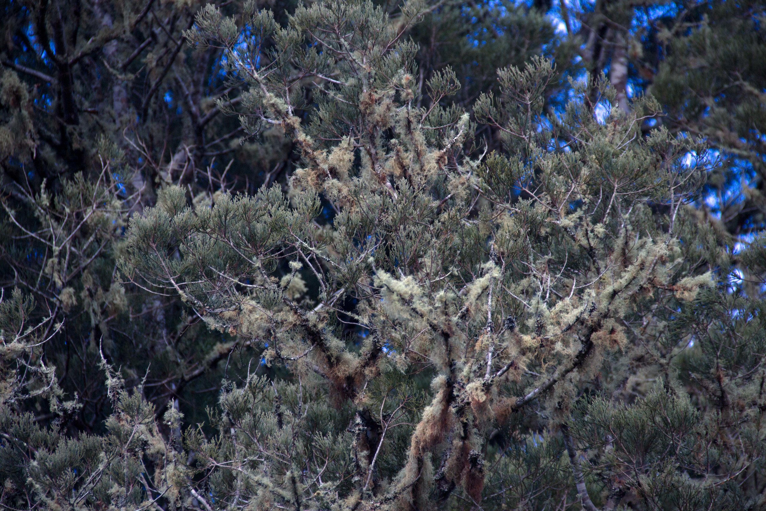 Tree with moss, Whanganui, 2017