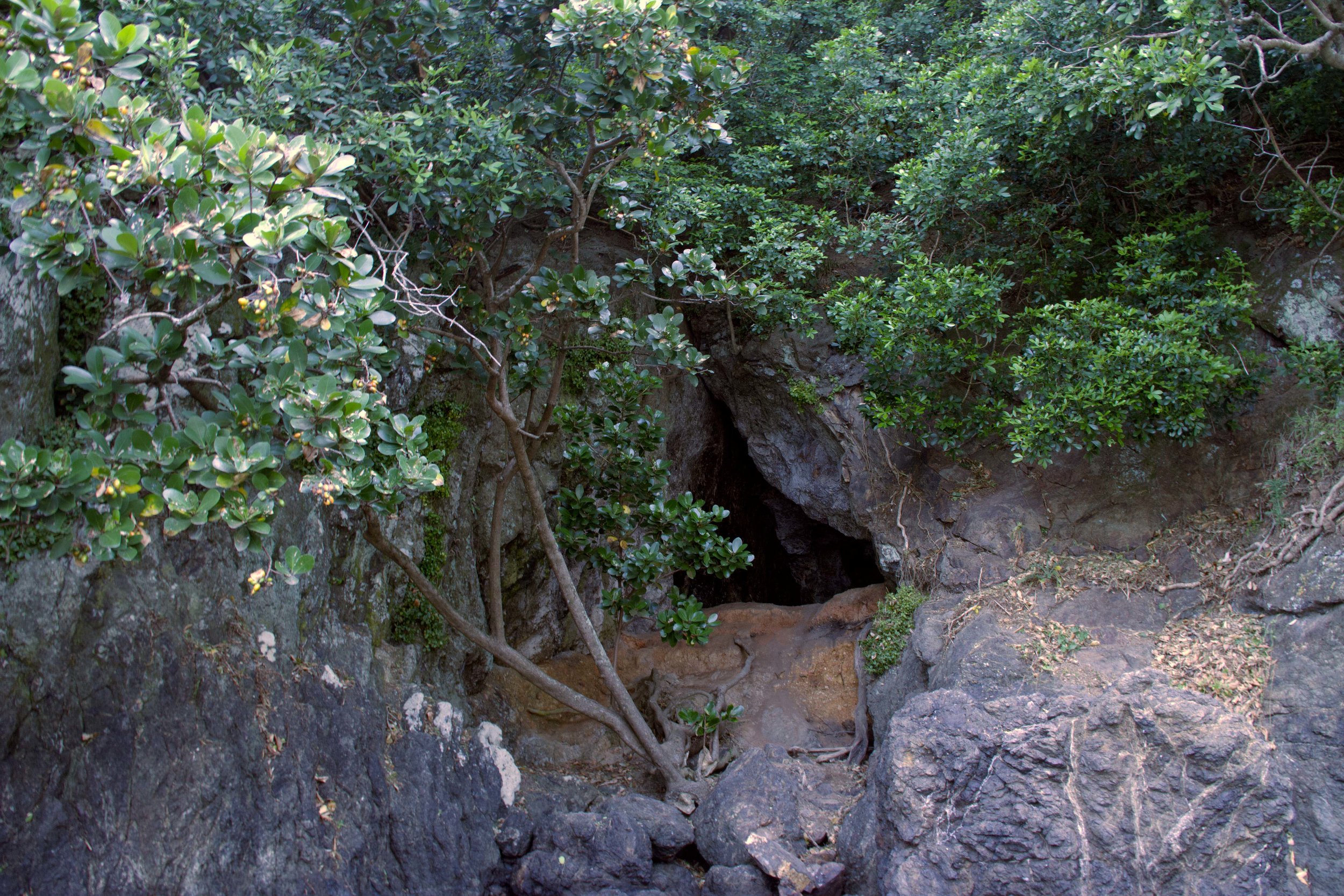 Karaka tree with cave, Tauwhara bay, December 2017