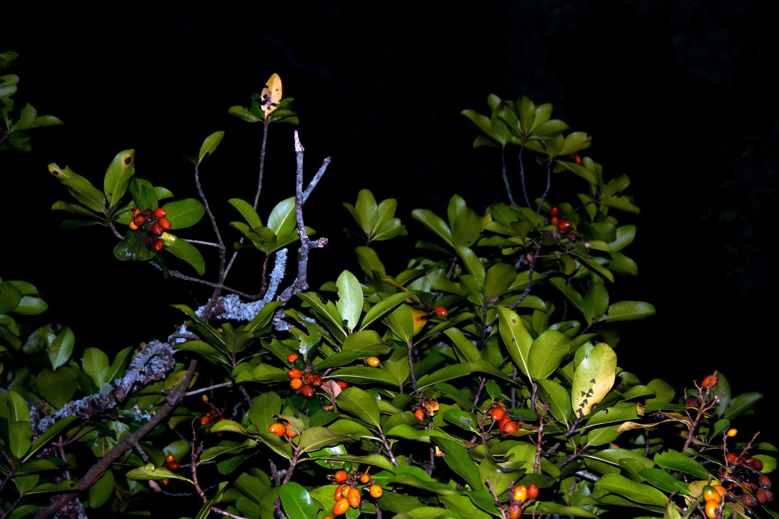 The Future #164, Karaka Berries, Night, Pukekawa/Auckland Domain, January 2018