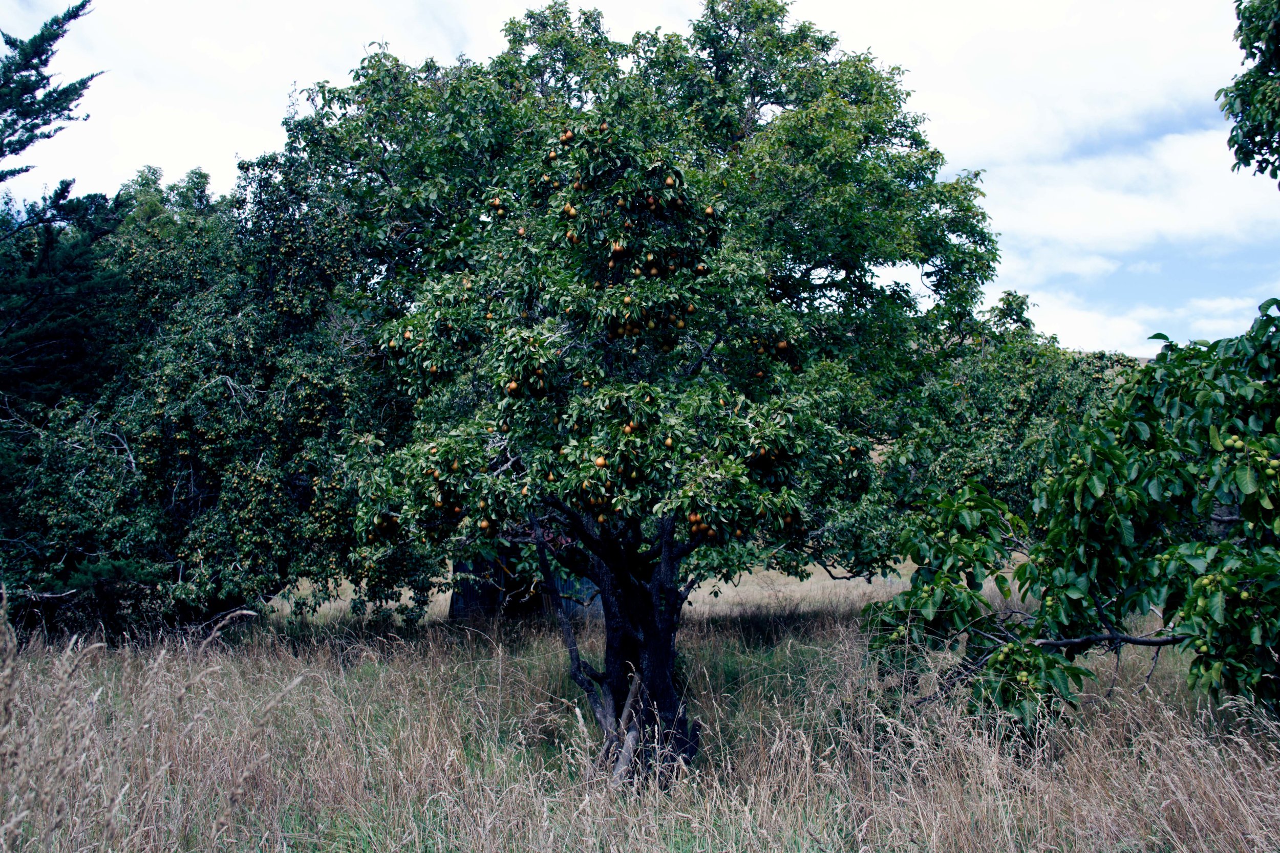 Pear Tree, Akaroa, 2018*
