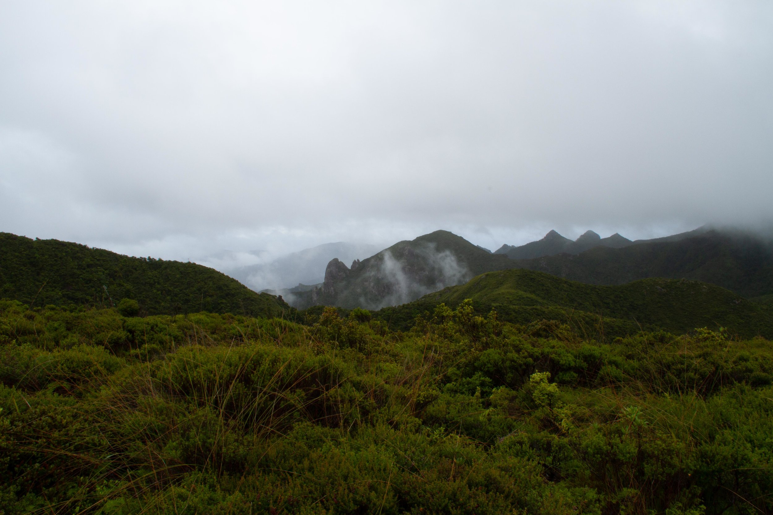 Walk, Aotea, March 2019