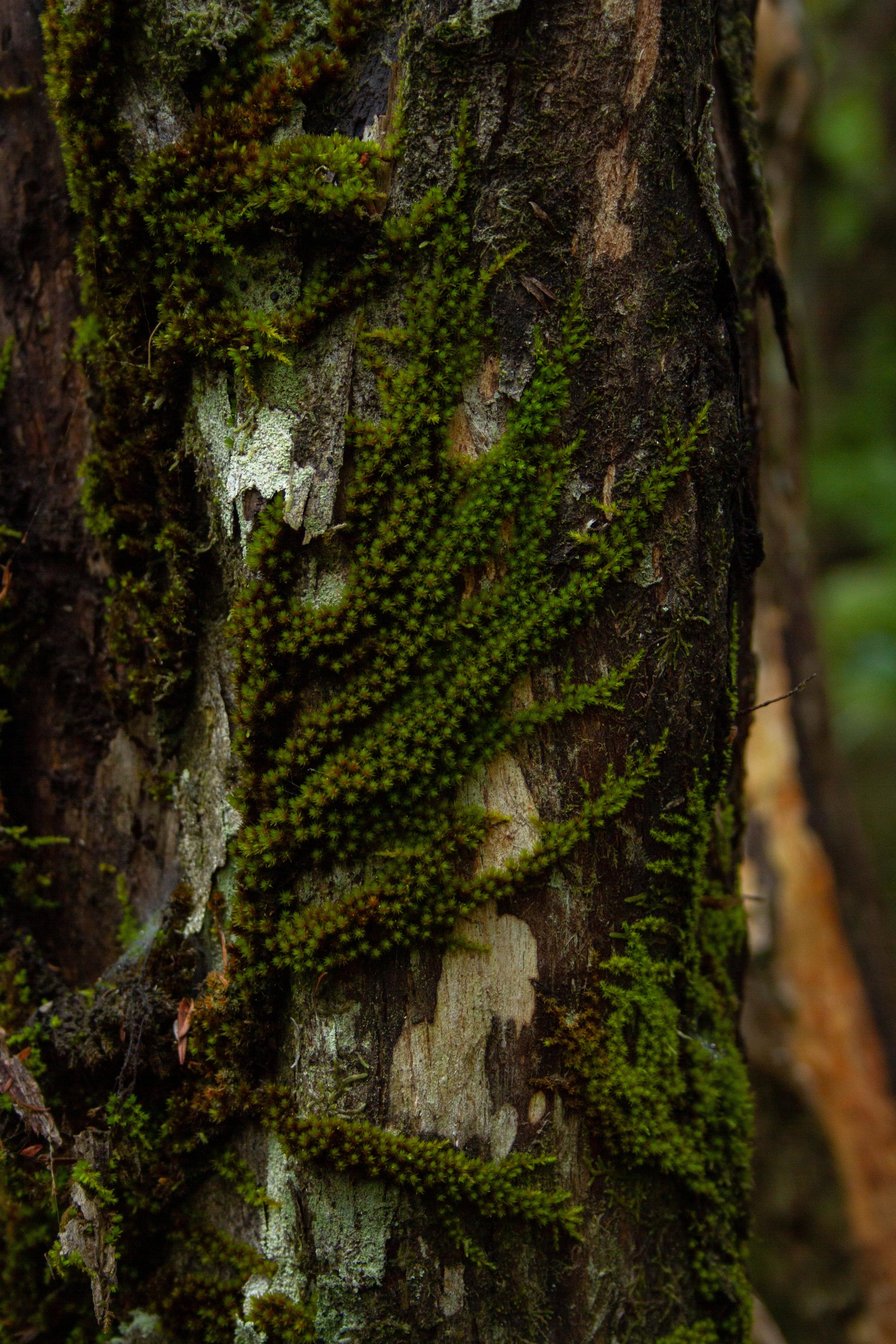 Moss, Windy Canyon, Aotea, March 2019