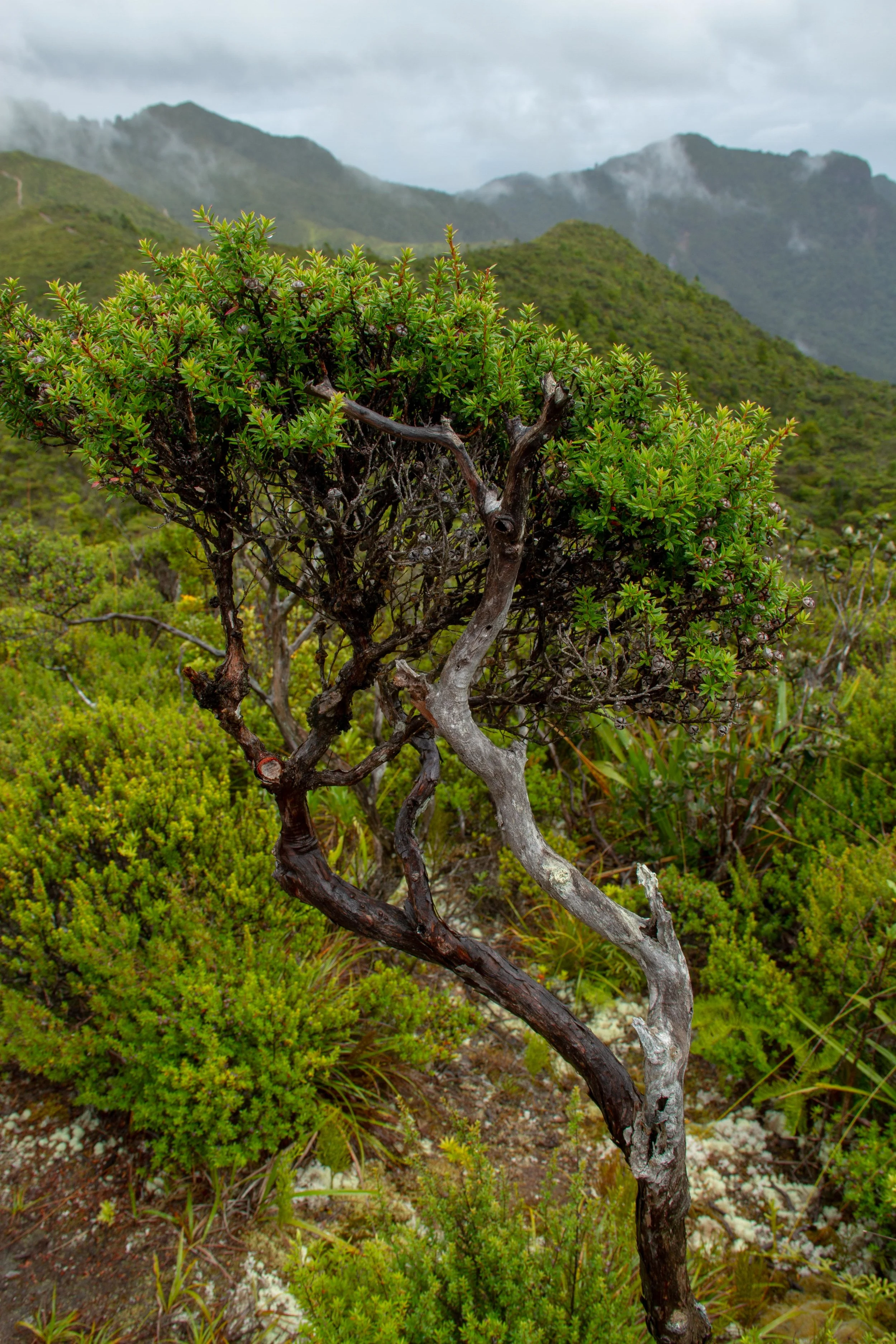 Manuka Bonsai, Aotea, March 2019