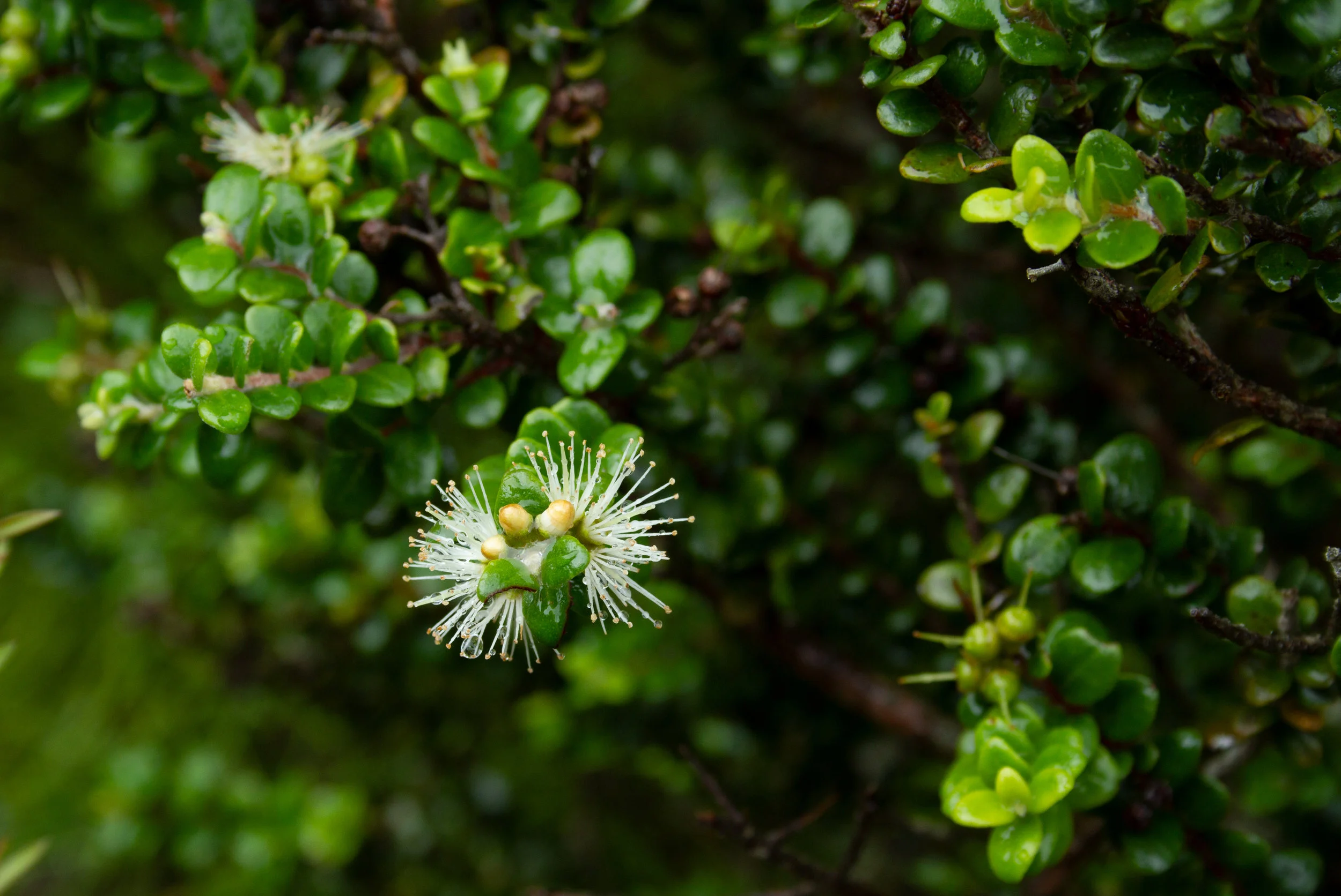 Bloom, Windy Canyon, Aotea, March 2019