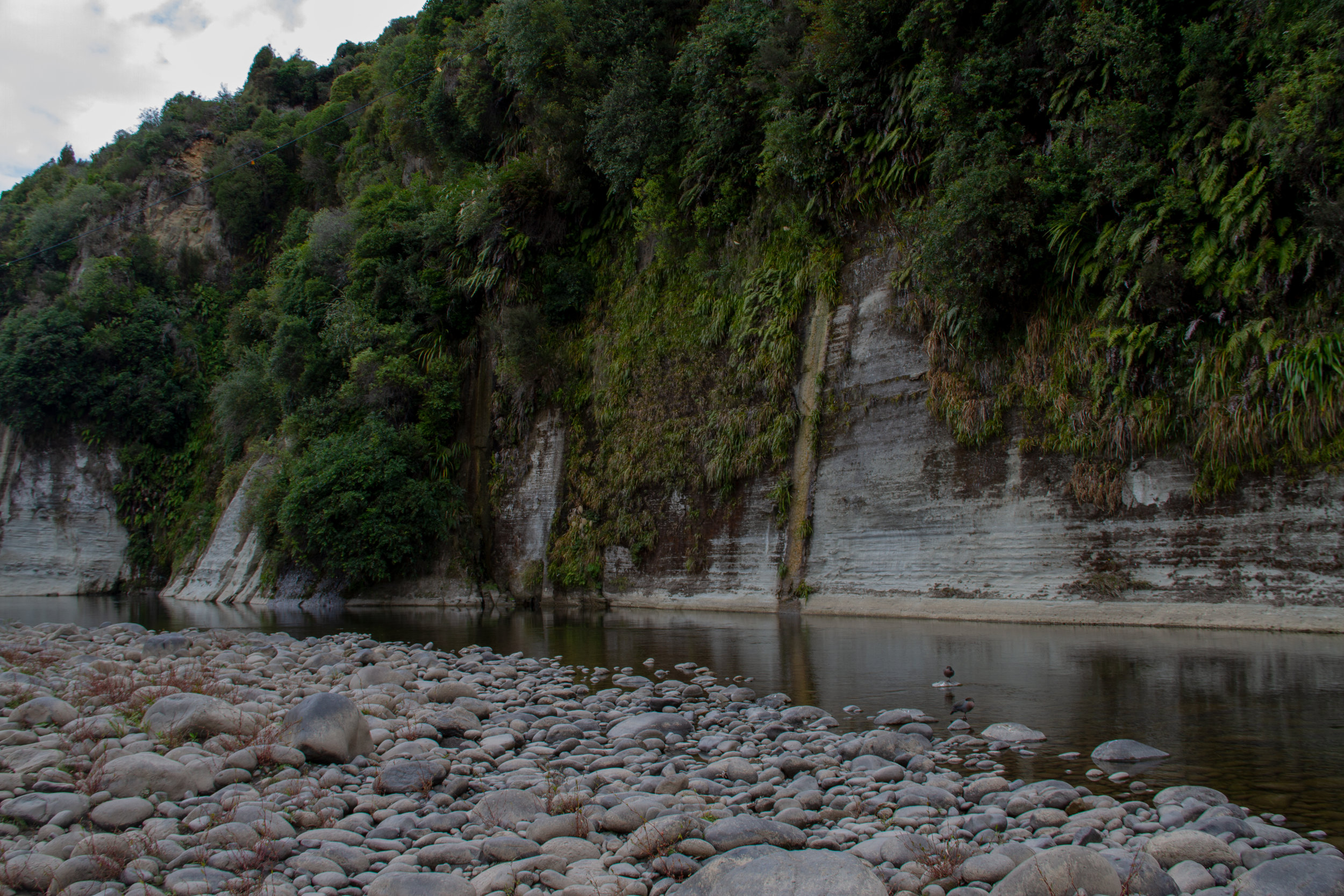 Two Whio Sleeping, Ruatiti River, Raetihi, 2019