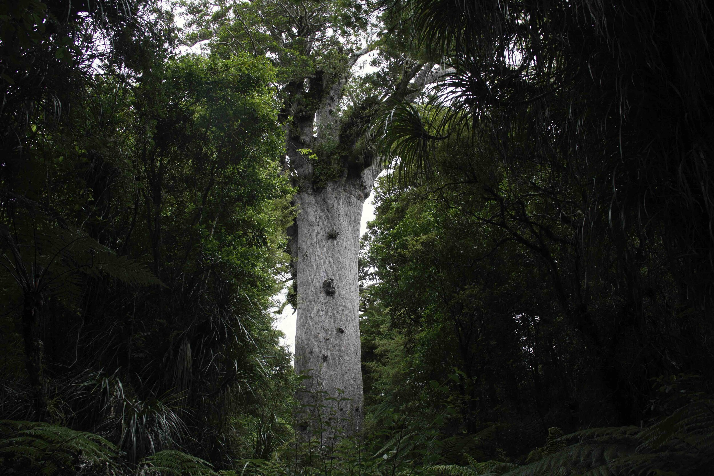 Tane Mahuta, Waipoua, 2018