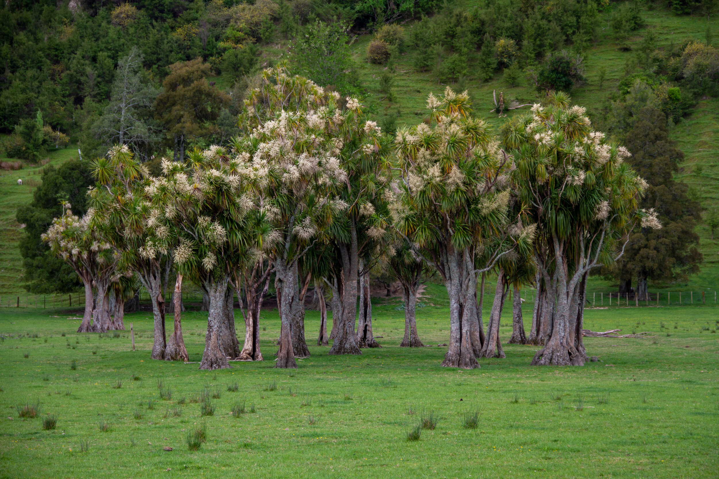 A Very Different World, Pā Tī Kouka, on the road toward Hikurangi, November 2020