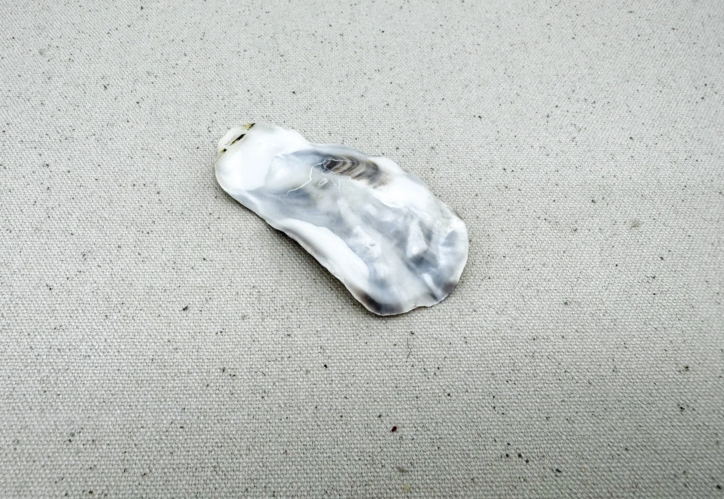 Oyster Shell, Waitara