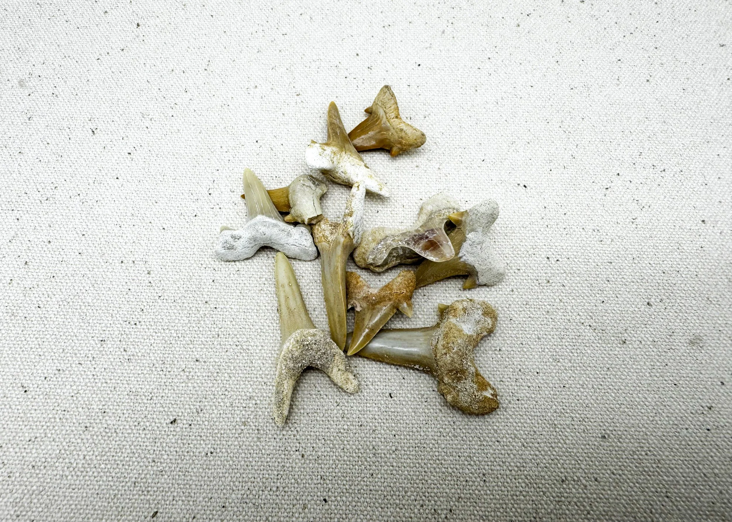 Fossilised Sharks teeth