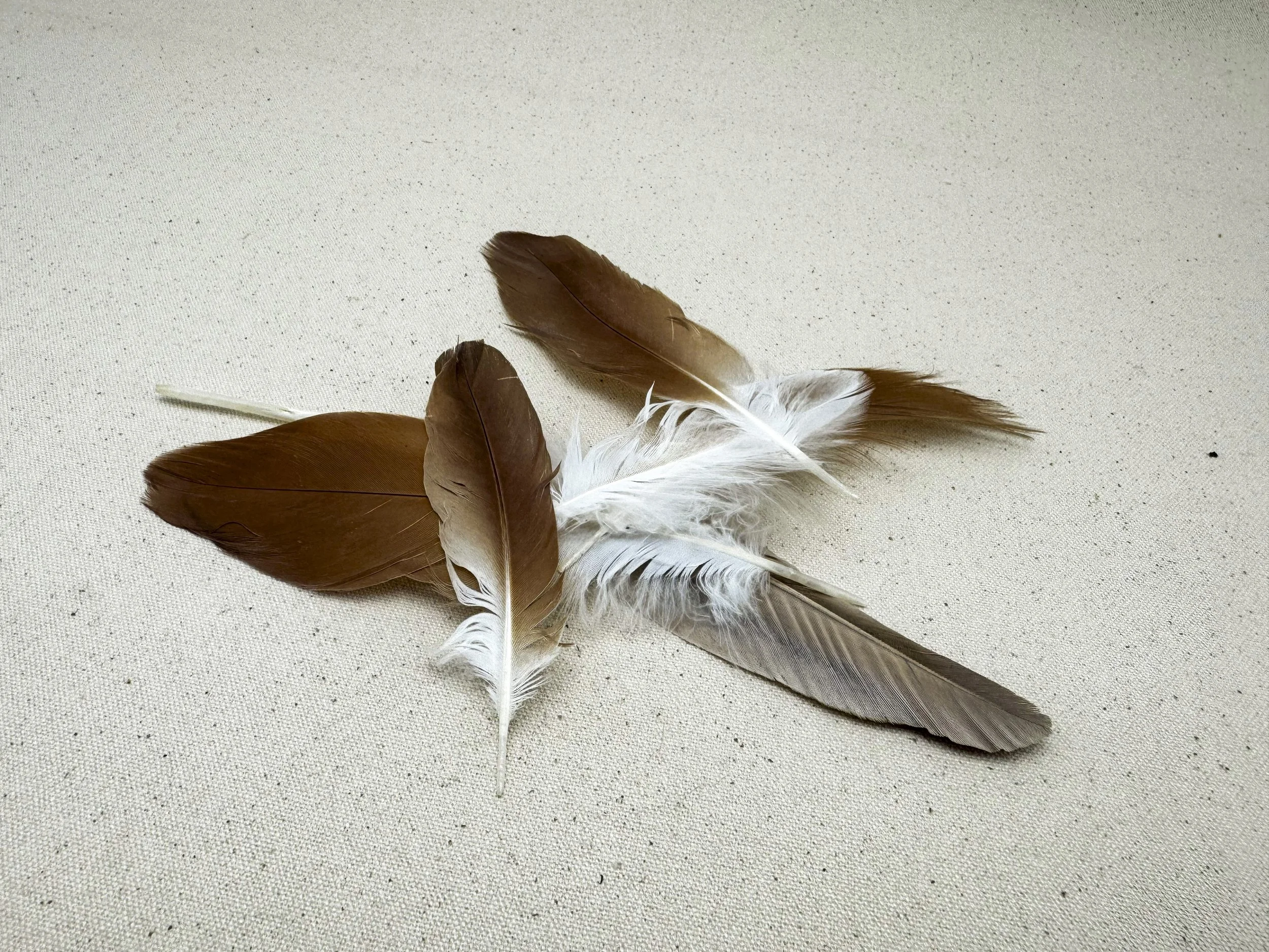 Feathers, (bird unknown)