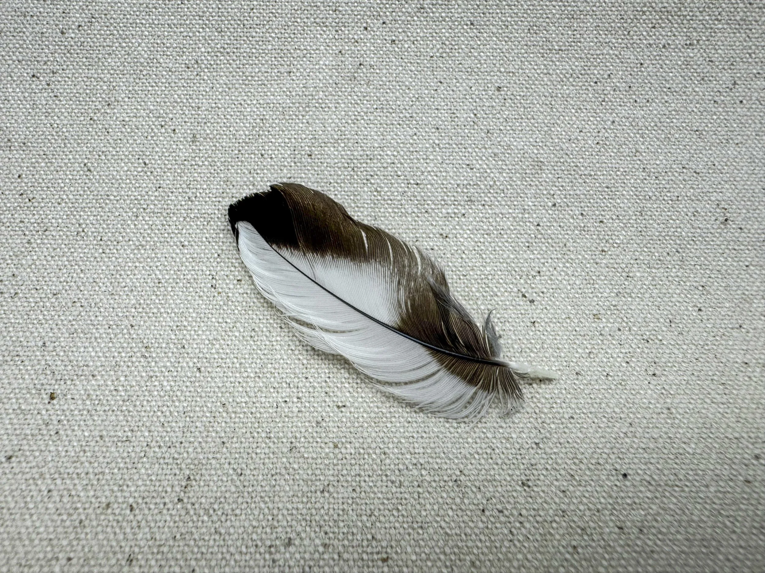 Magpie feather 