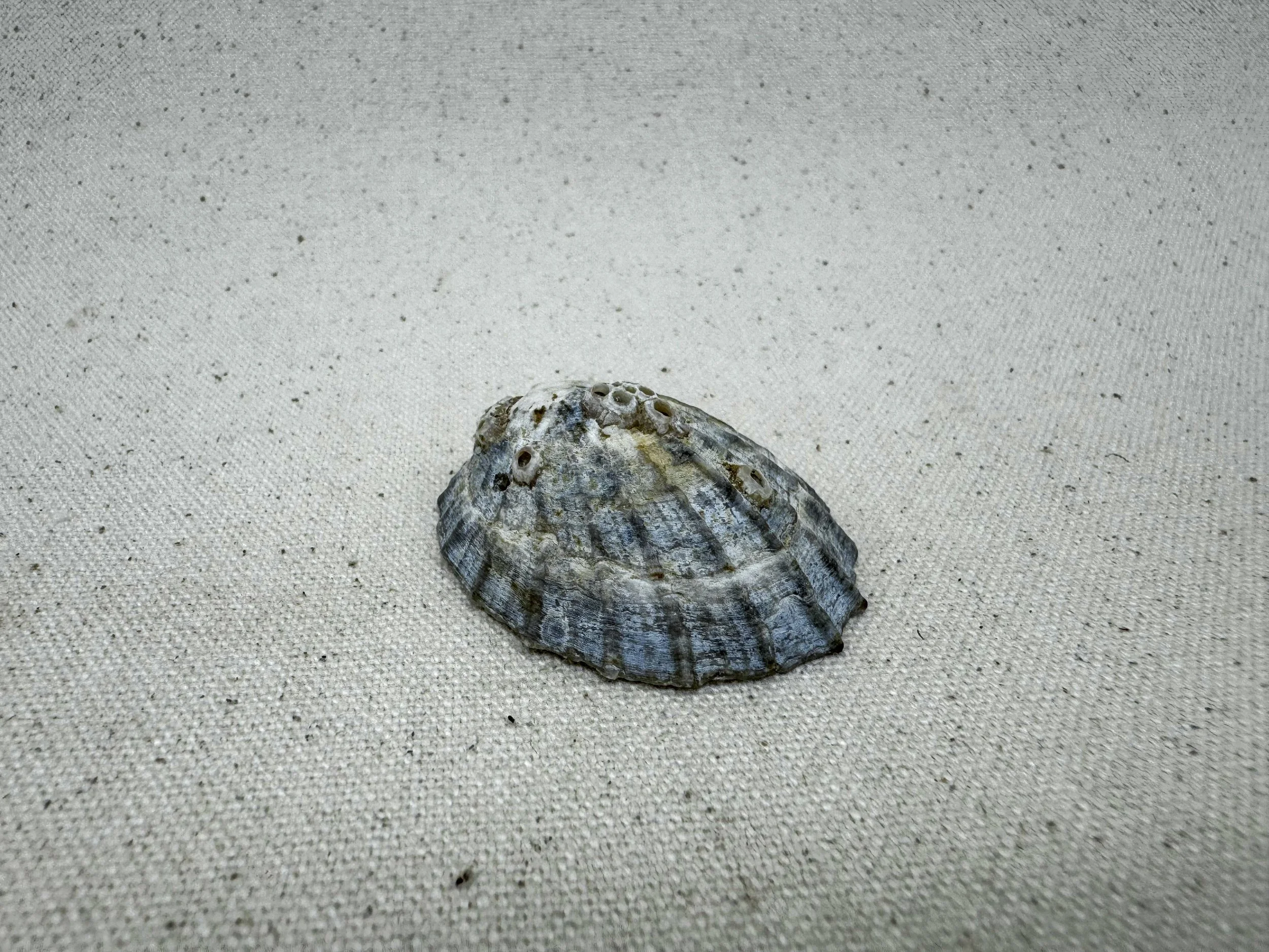   Description: ‍   ‍   Maker:    Date Made:     Signature/Marks:    Medium/Material:    Whakapapa:     Provenance:     Condition:  