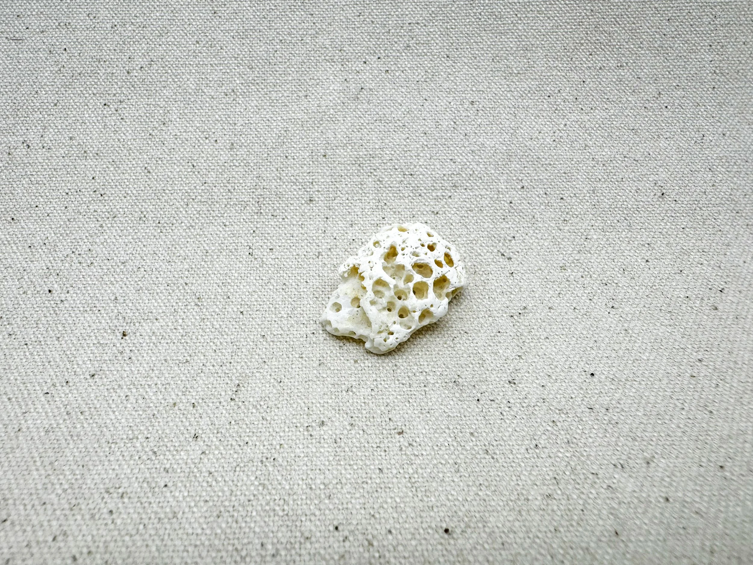small shell with many holes
