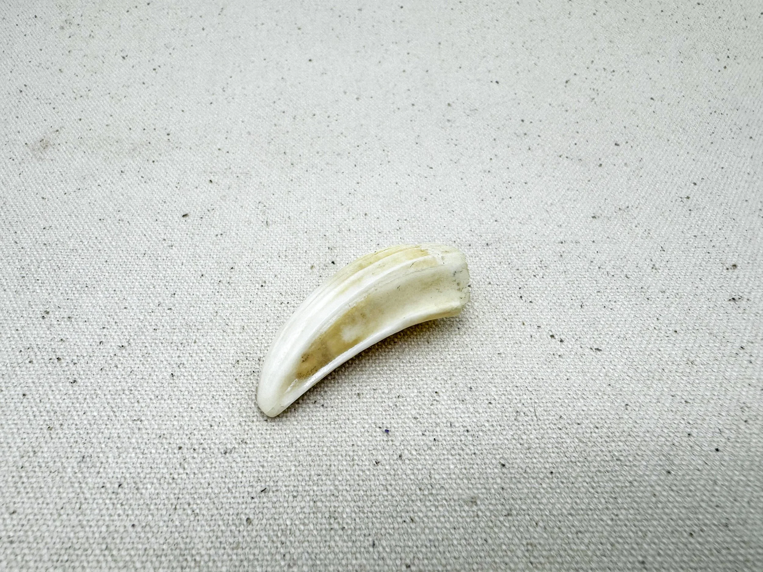 animal tooth