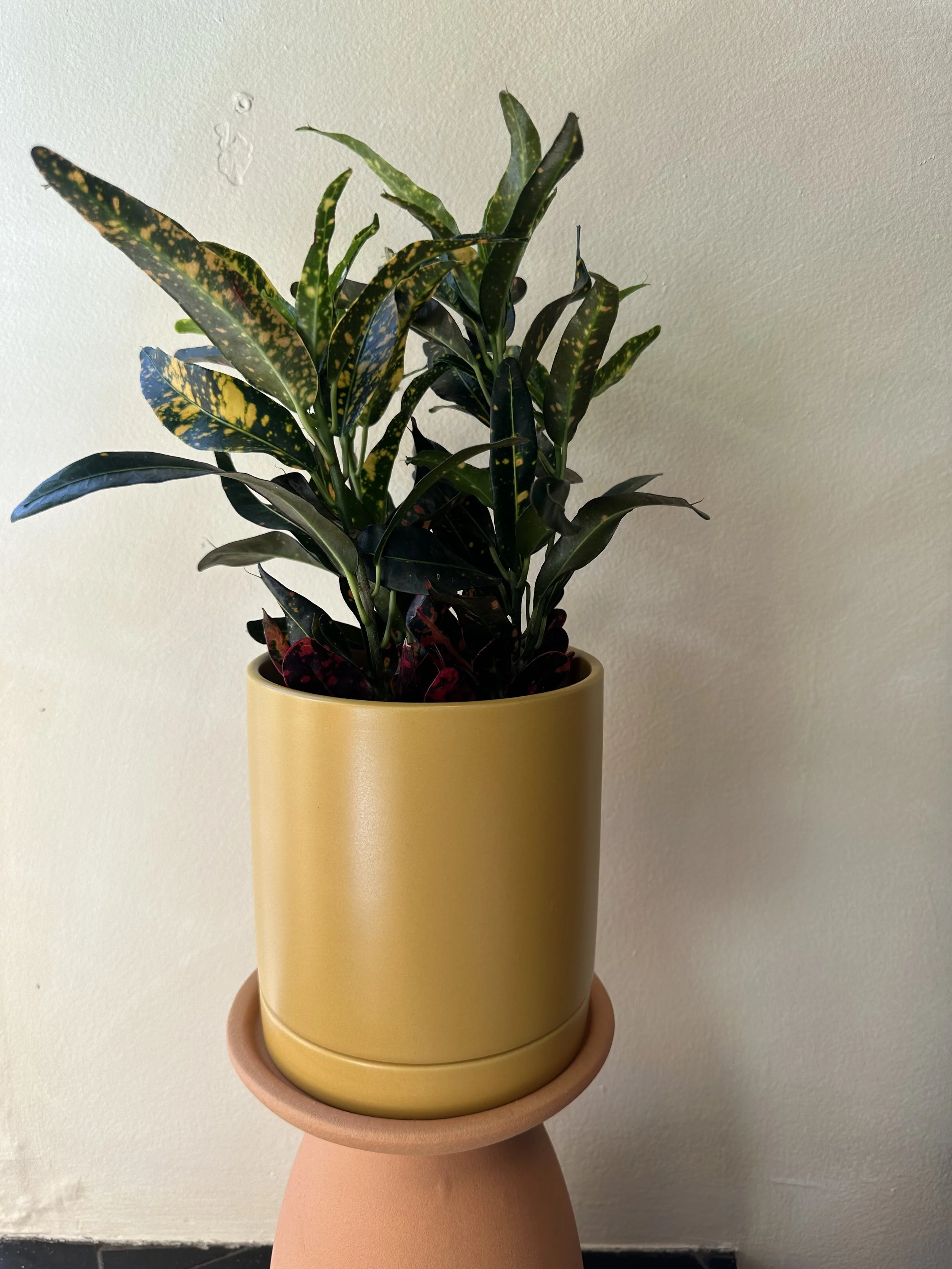 Mini Croton in Ochre Romey Pot