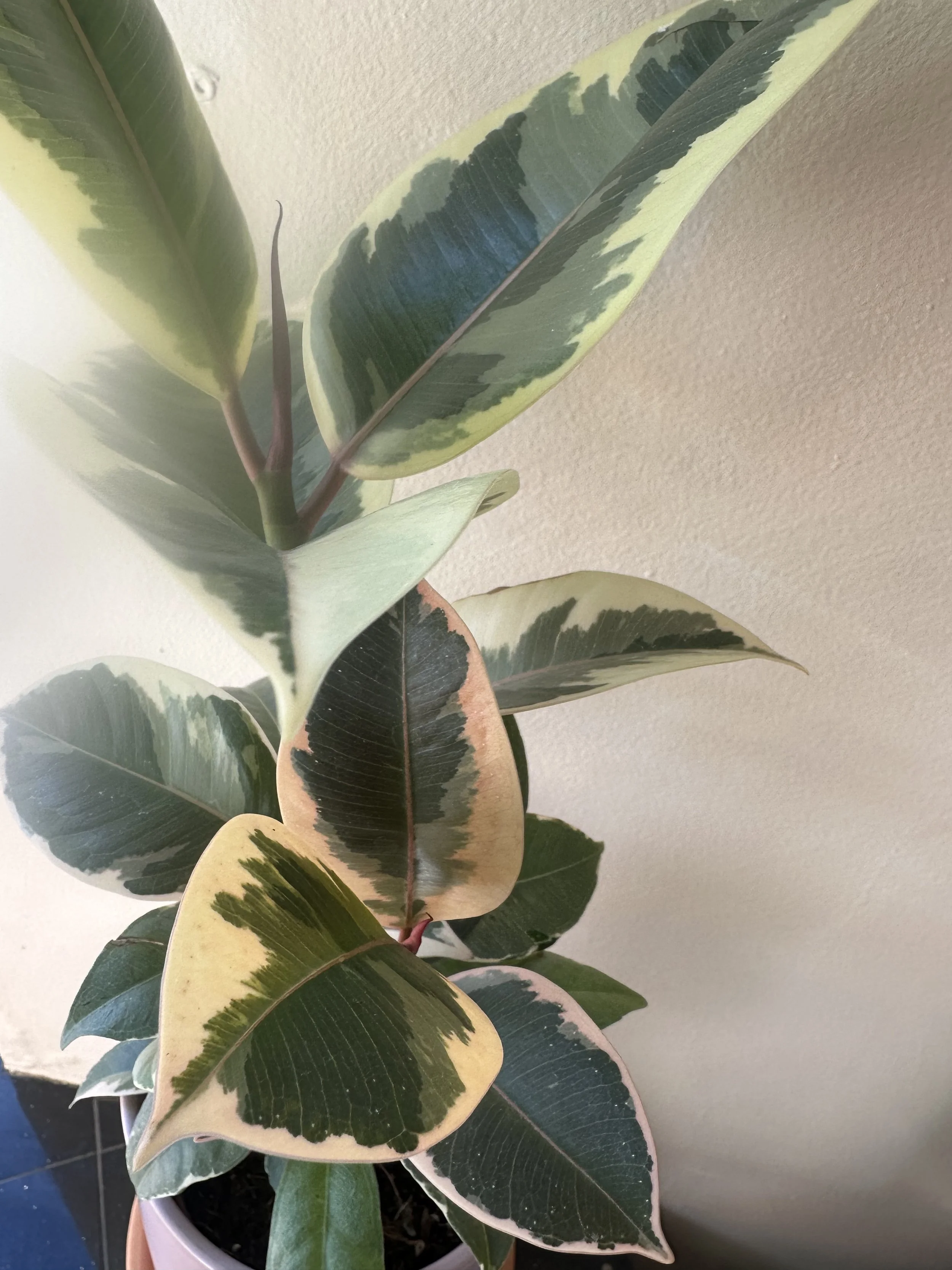 Photo Jan 27 2026, 1 10 41 PM.jpg