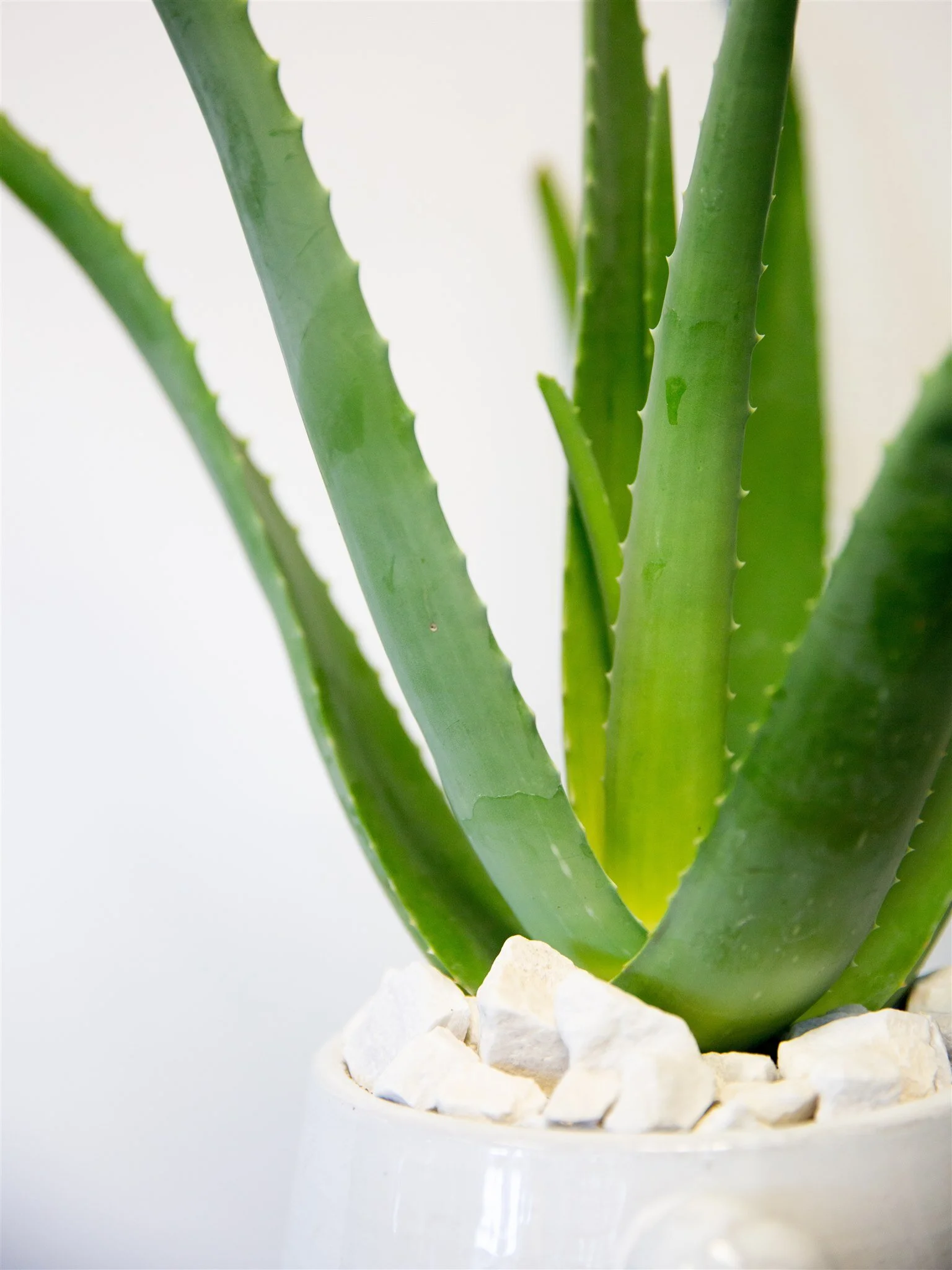 Habitat Floral StudioHabitat Floral Studio