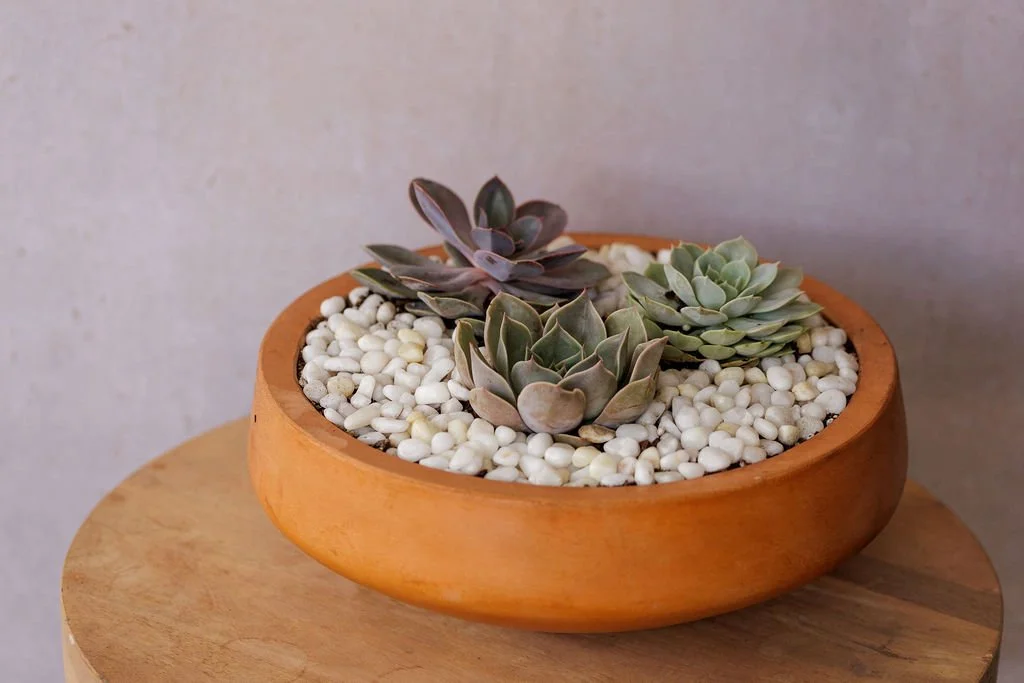 Bringing Life Indoors: Discover Our Plant Collection at Habitat Floral Studio