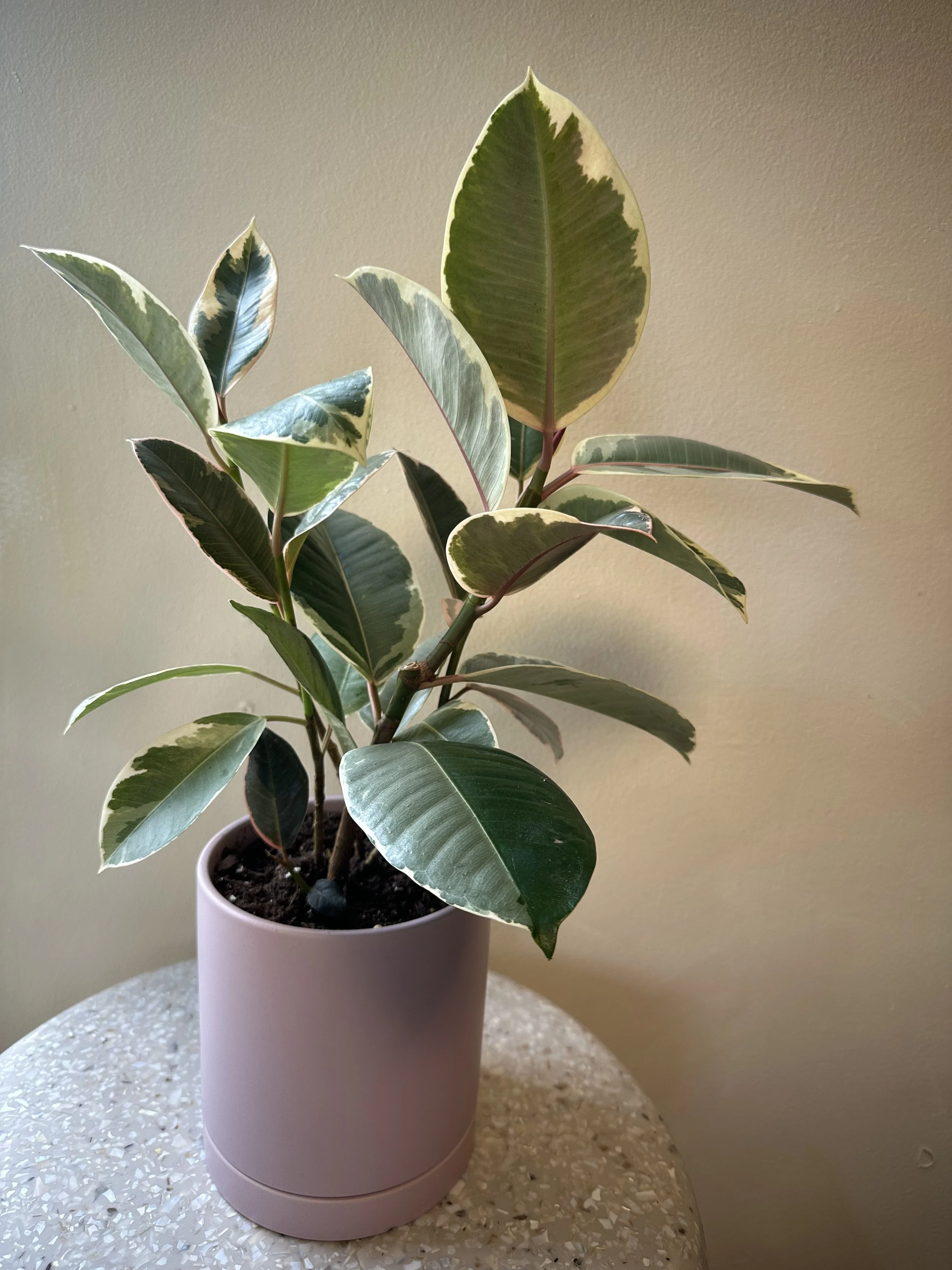 Rubber Plant in Lilac Romey Pot
