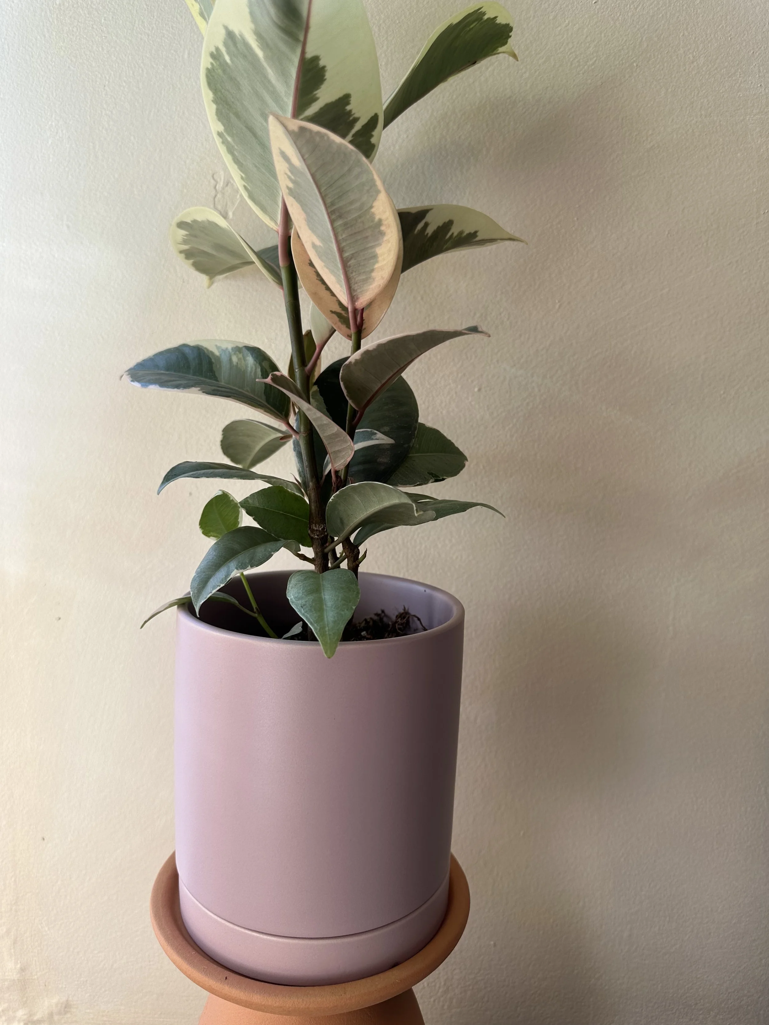 Photo Jan 27 2026, 1 10 33 PM.jpg