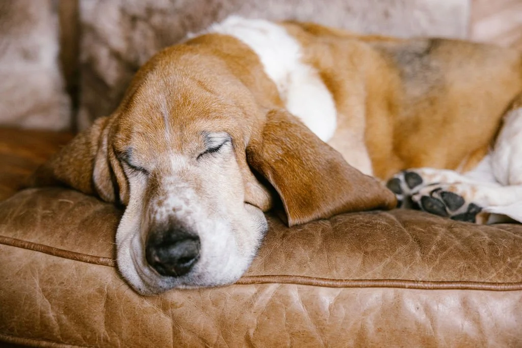 Close-up of a Basset Hound puppy with droopy ears and sad eyes, standing on green grass with a pink fabric backdrop.
