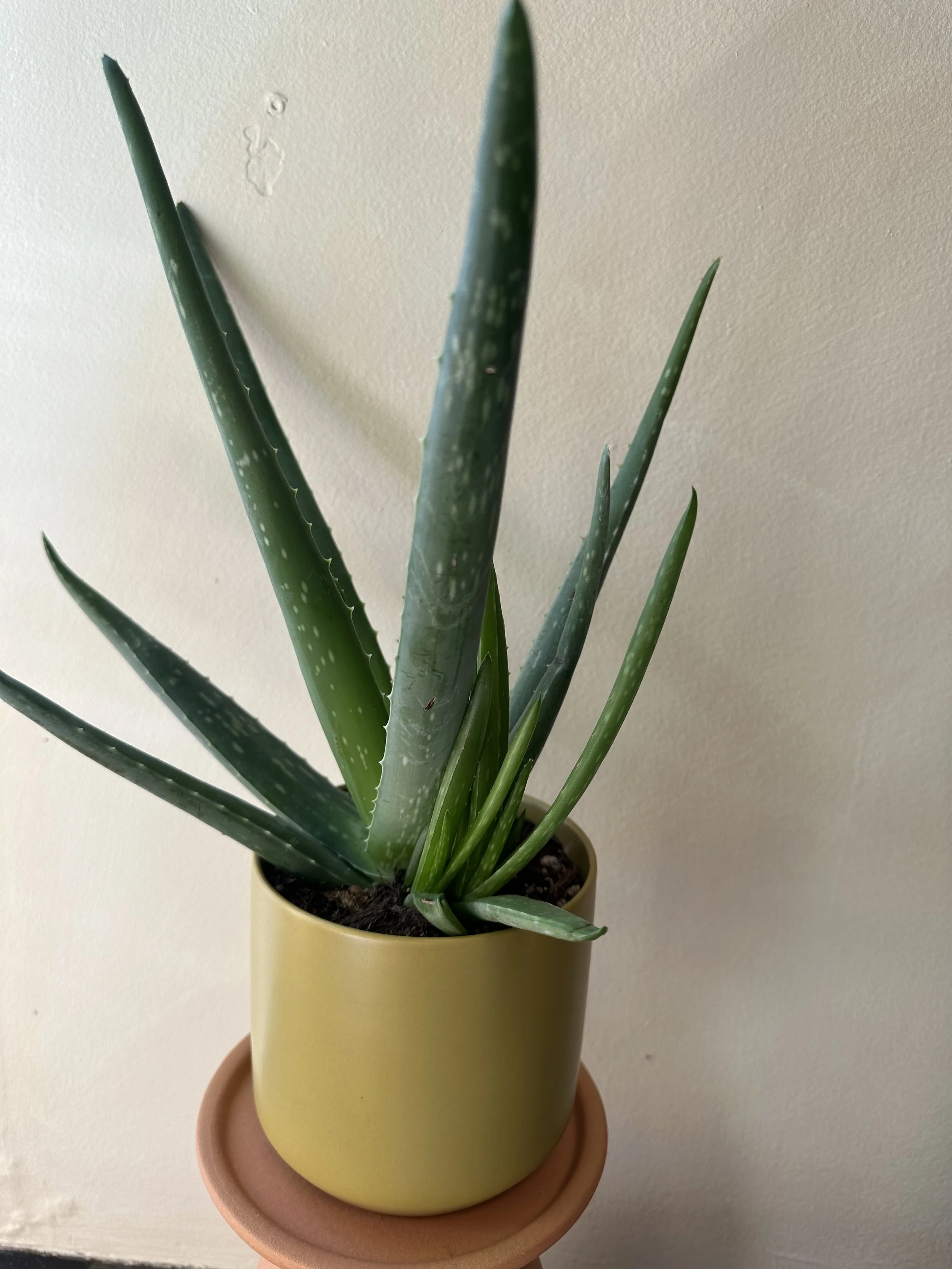 Mini Aloe in Ochre Kendall Pot