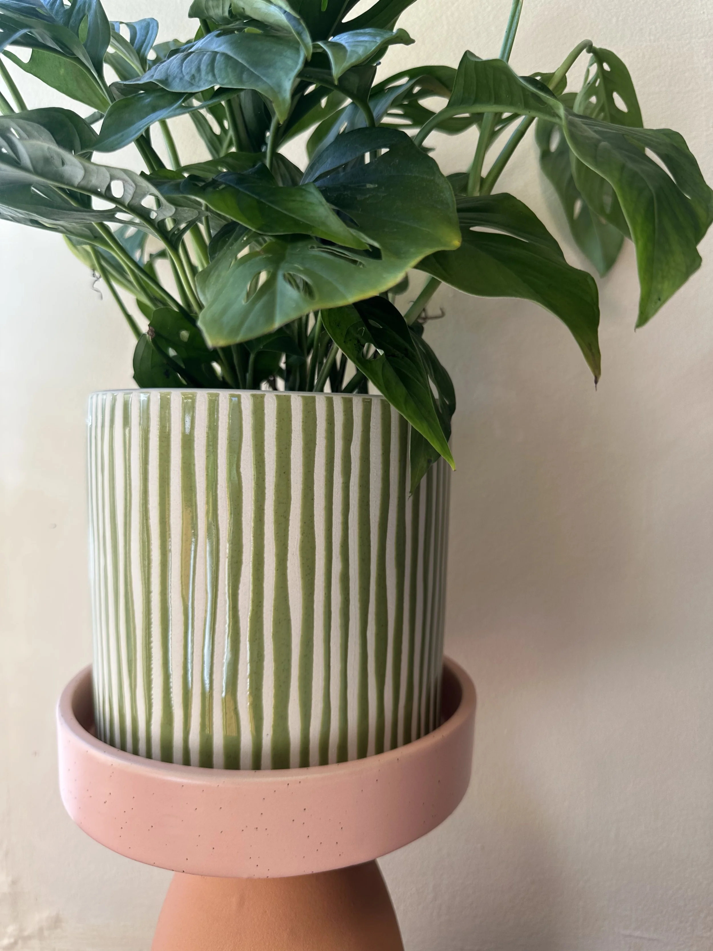 Monstera adansonii in Melancia Pot