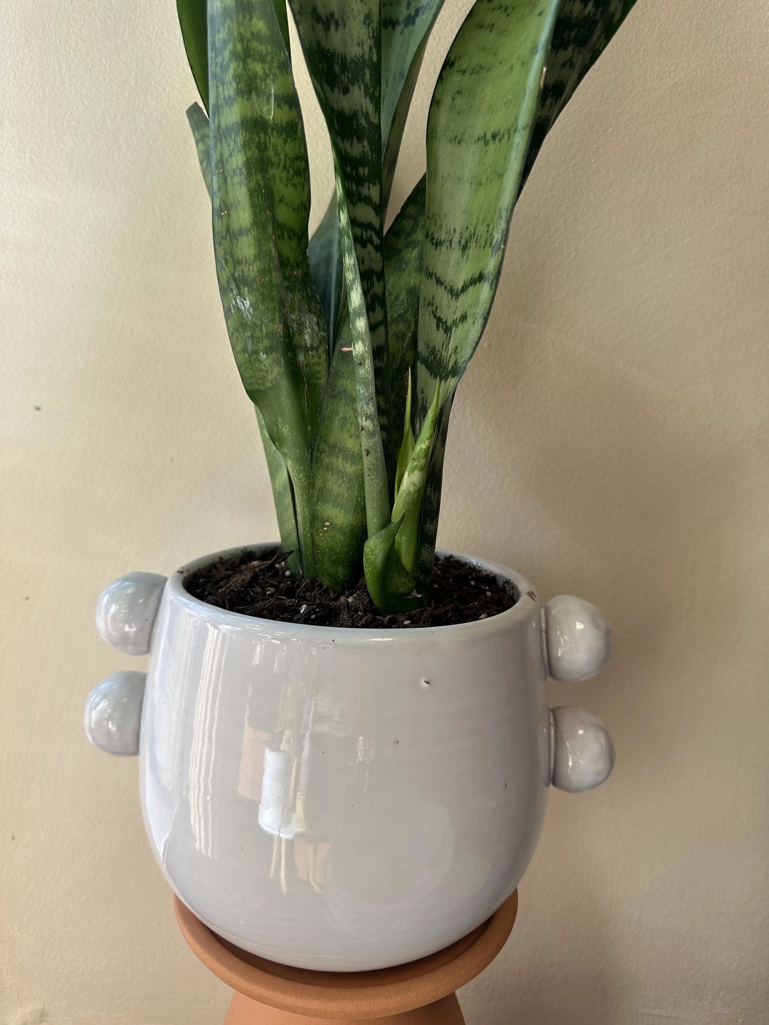 Snake Plant in Fem Rosa Pot