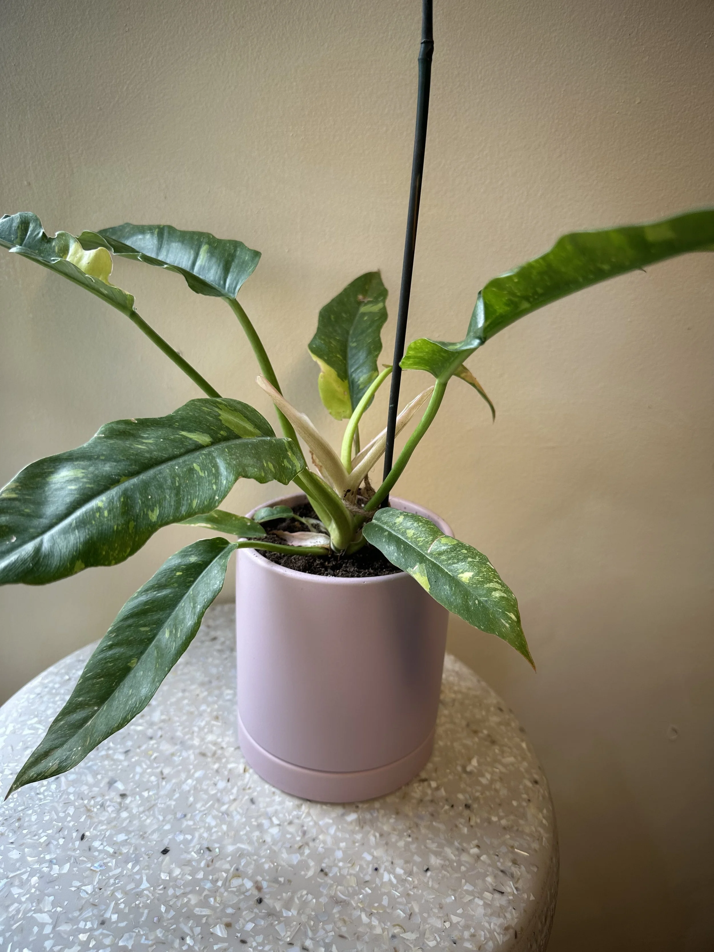 Photo Mar 23 2026, 3 59 06 PM.jpg