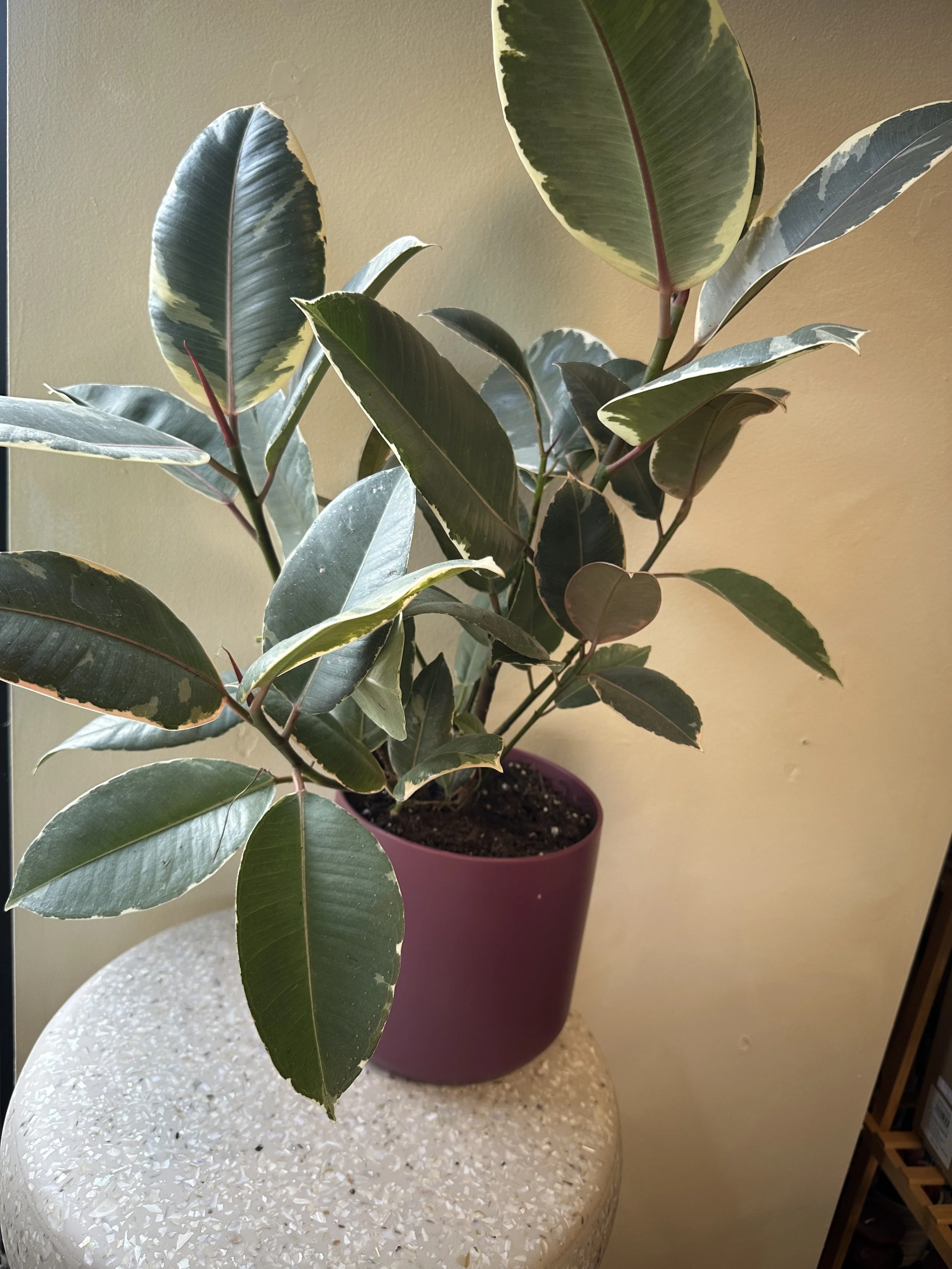 Photo Mar 23 2026, 3 50 03 PM.jpg