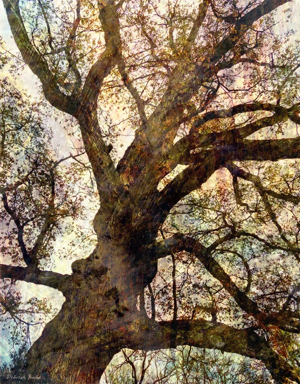 Thornehill Oak