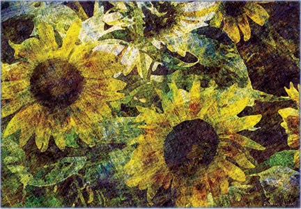 Wild Sunflowers