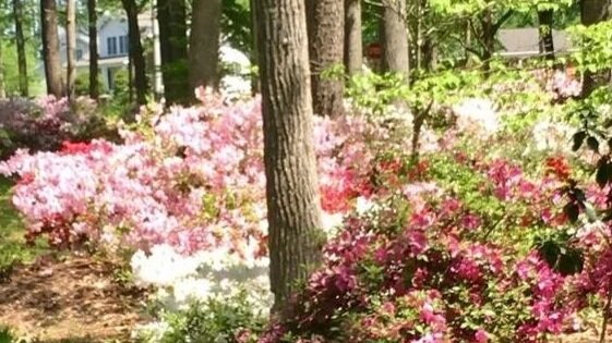 Front Entrance Spring Cleanup