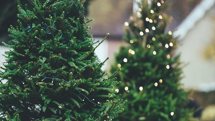 Christmas Tree Giveaway
