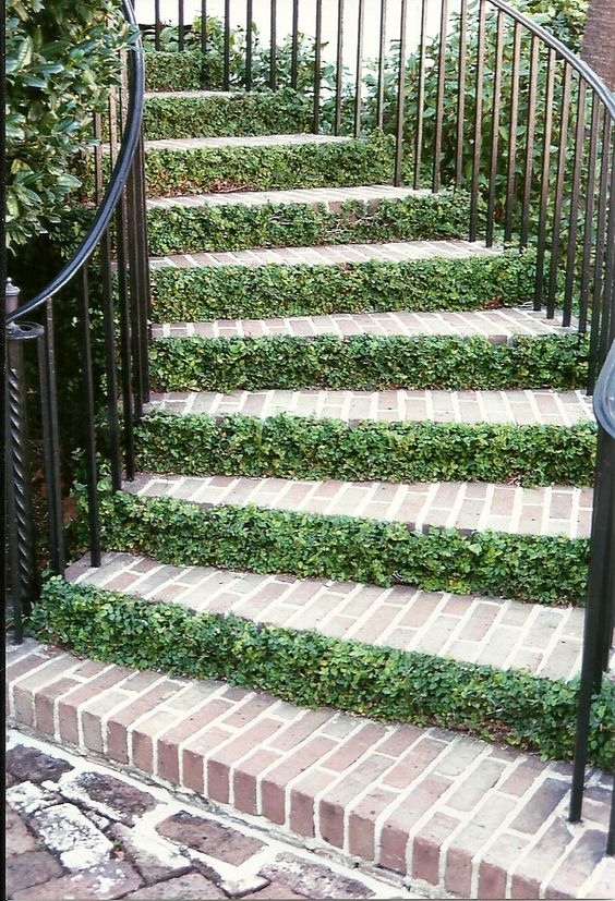 boxwood stairs.jpg